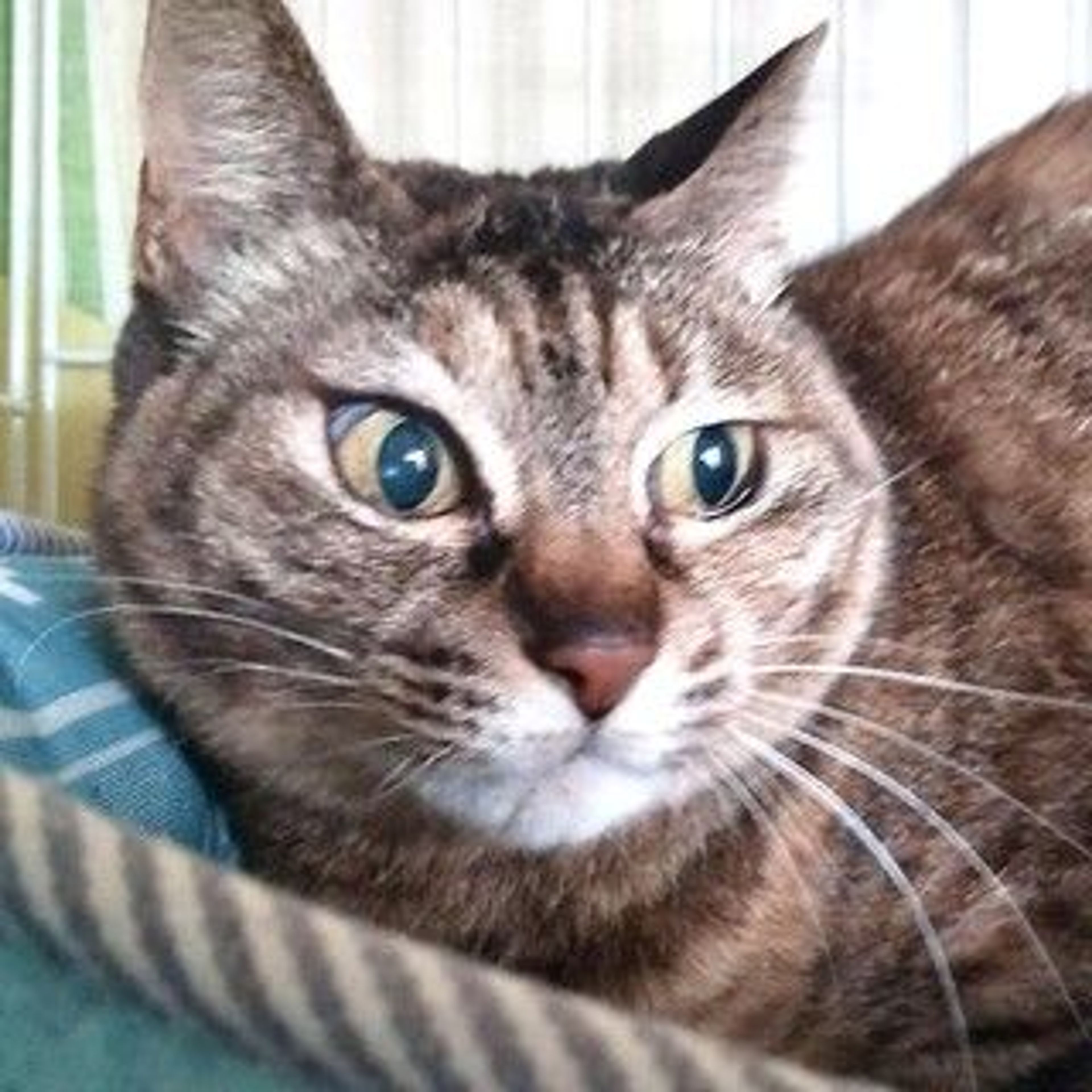 pet-image-7