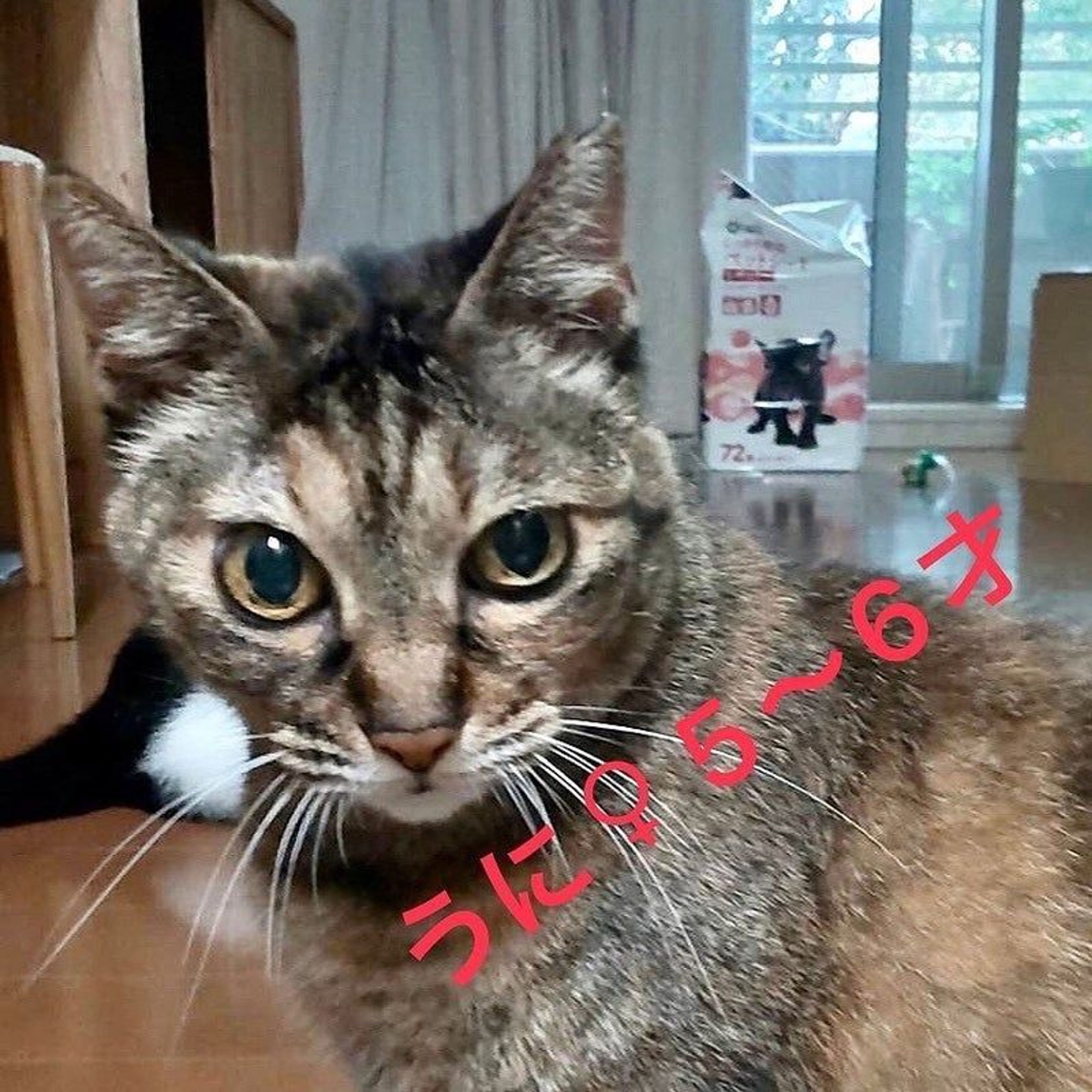 雑種（ミックス猫）・メスの里親募集の写真