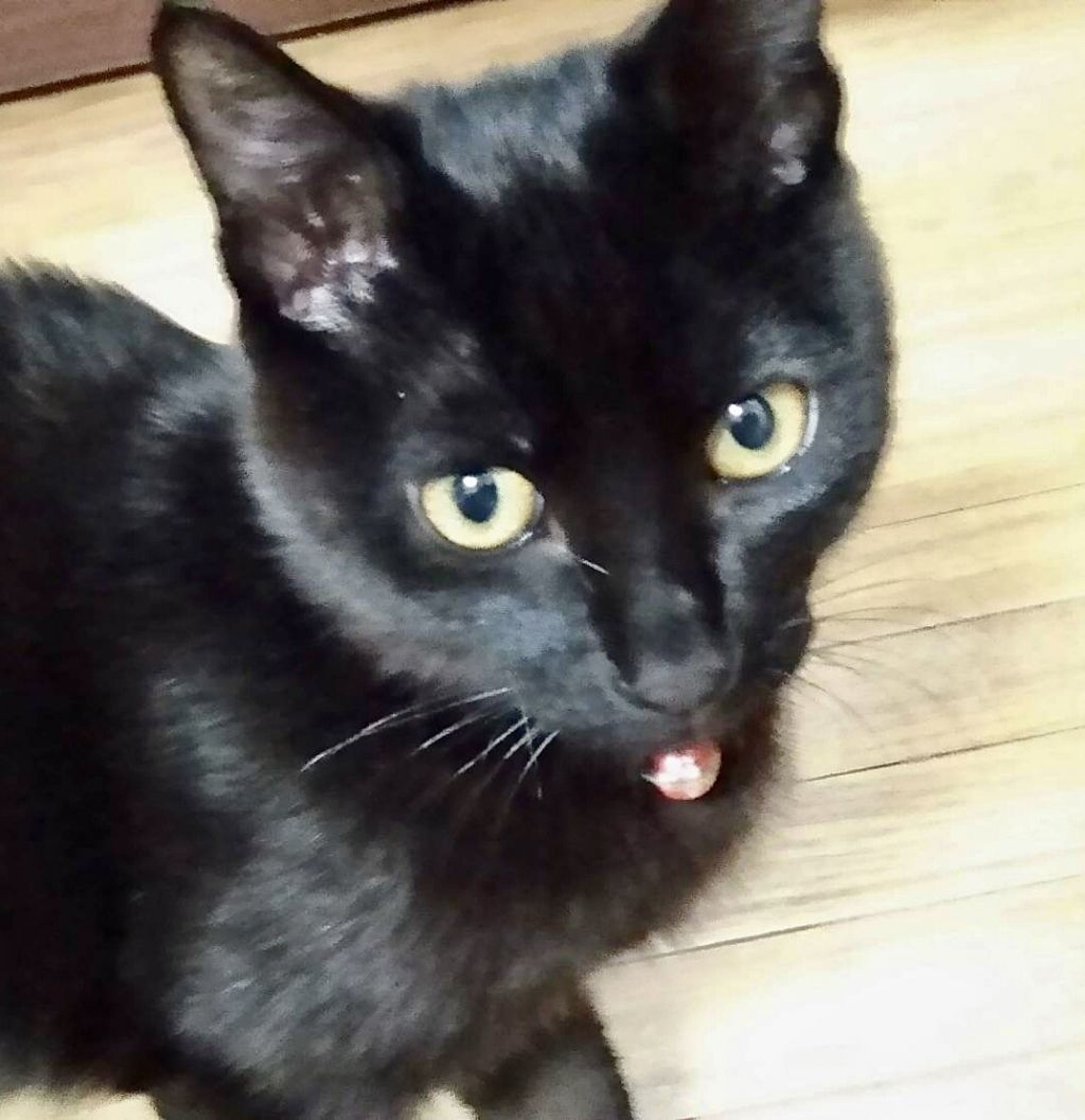pet-image-2