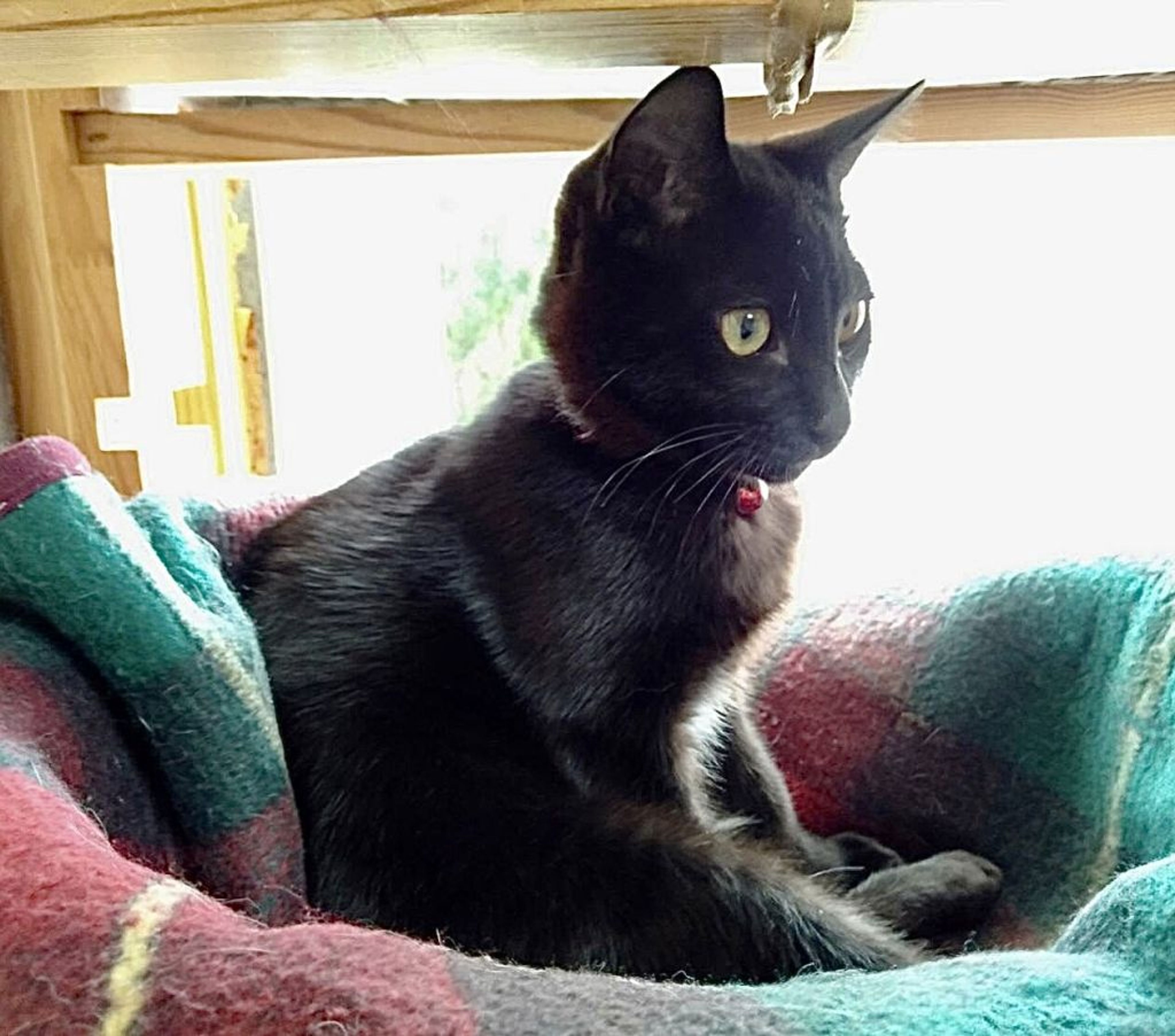 pet-image-5