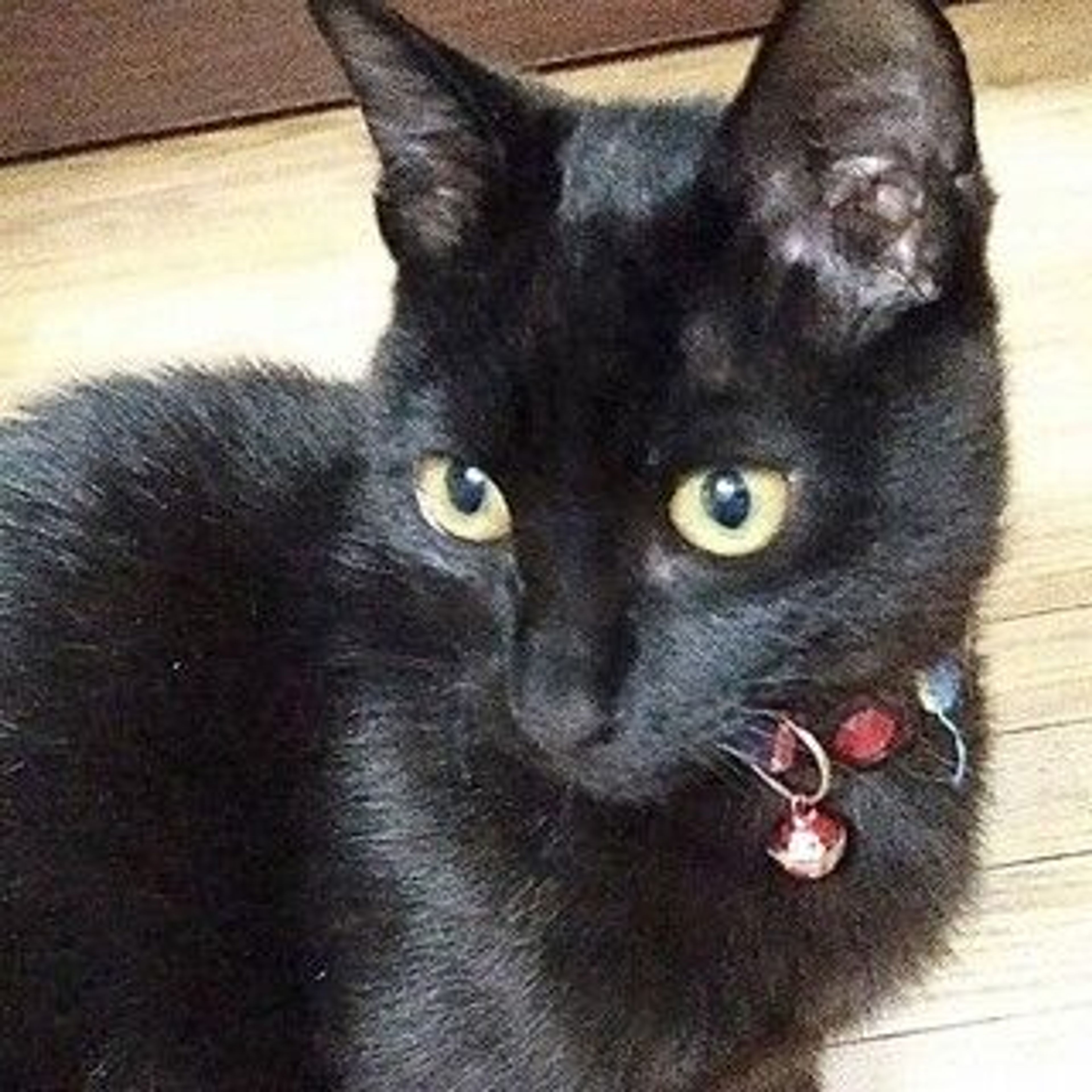 pet-image-6
