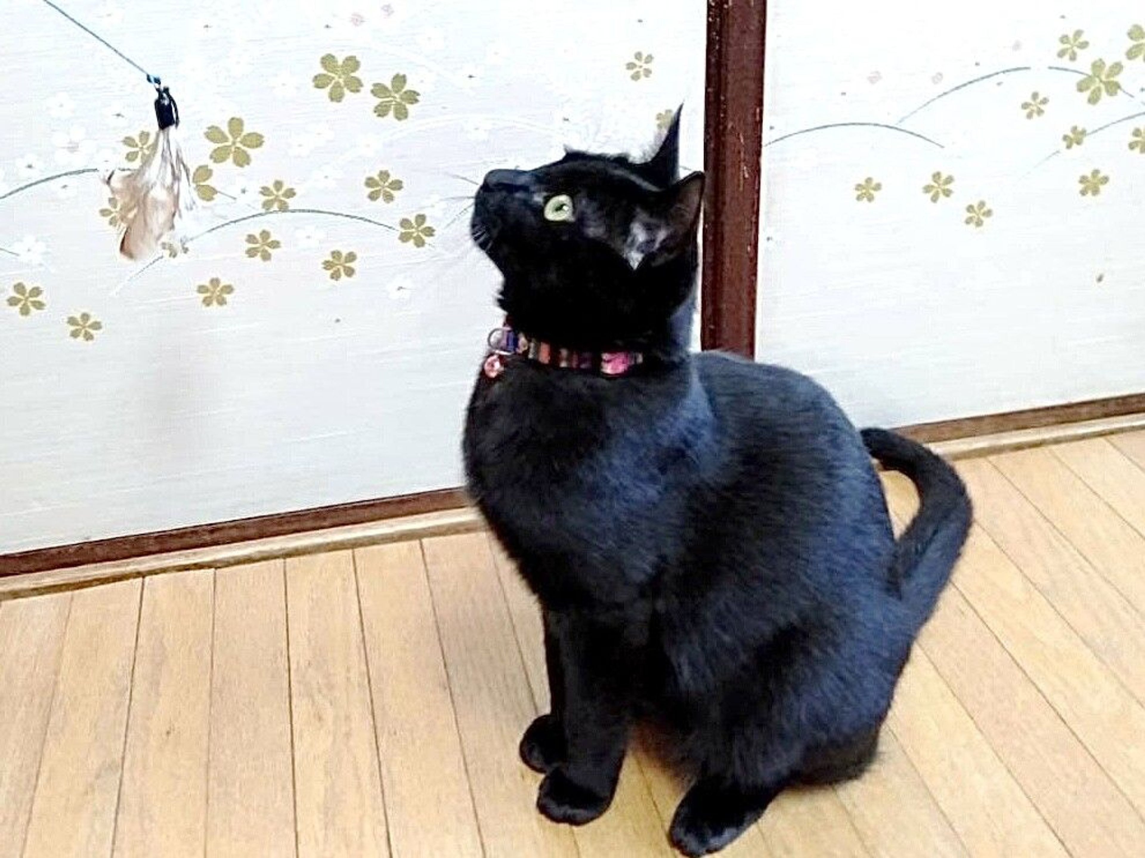 pet-image-7