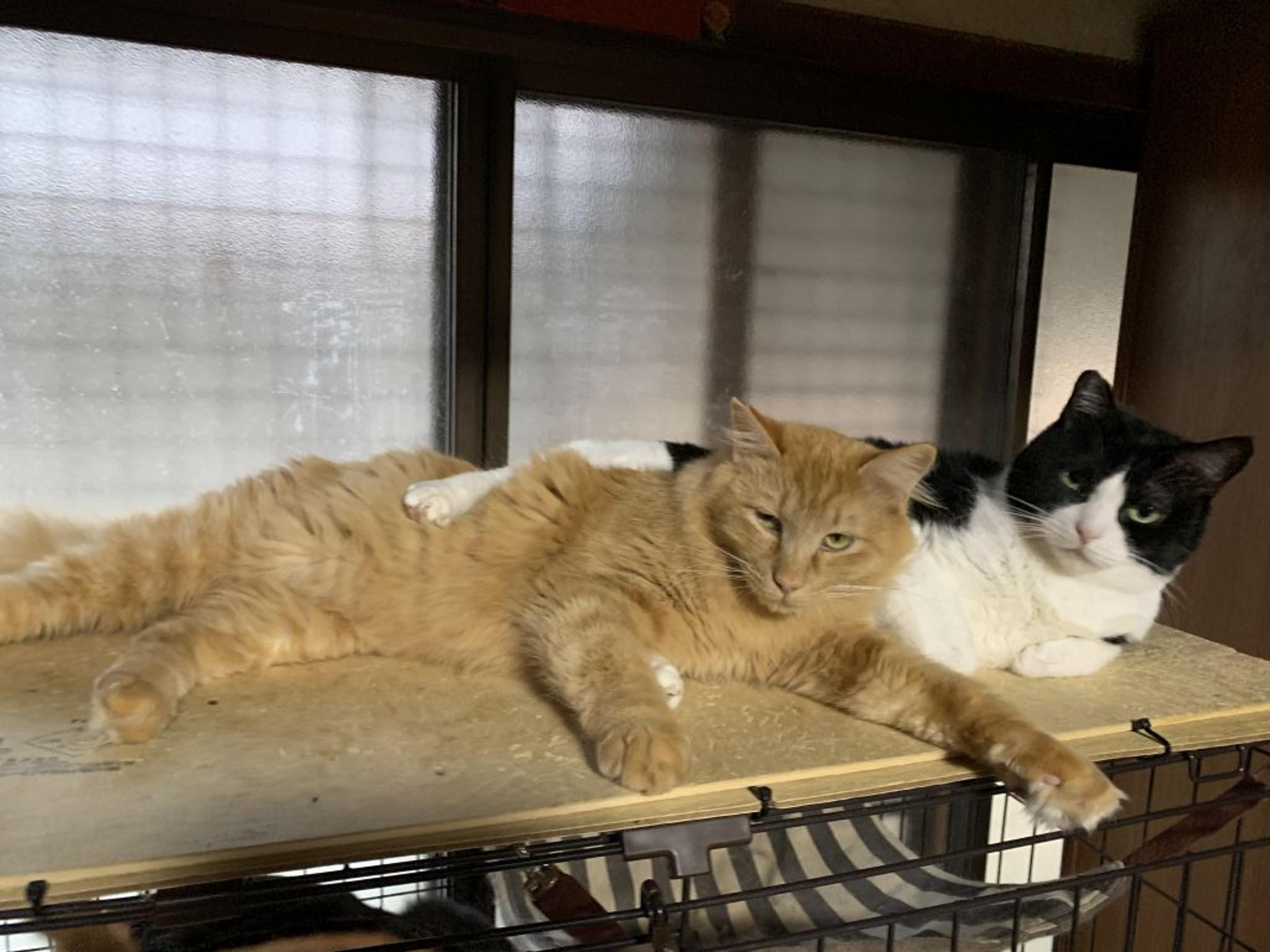 pet-image-2
