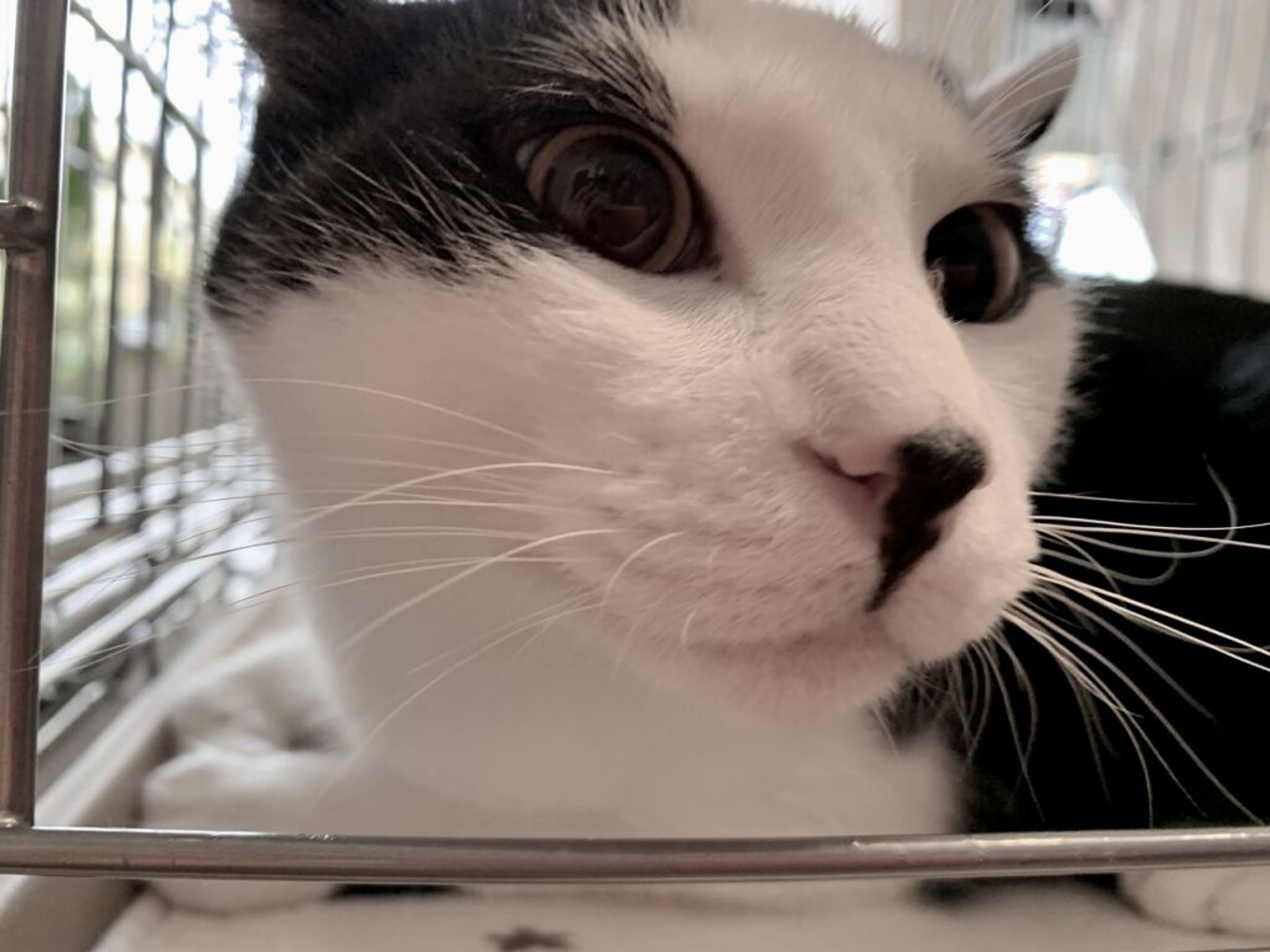 pet-image-2