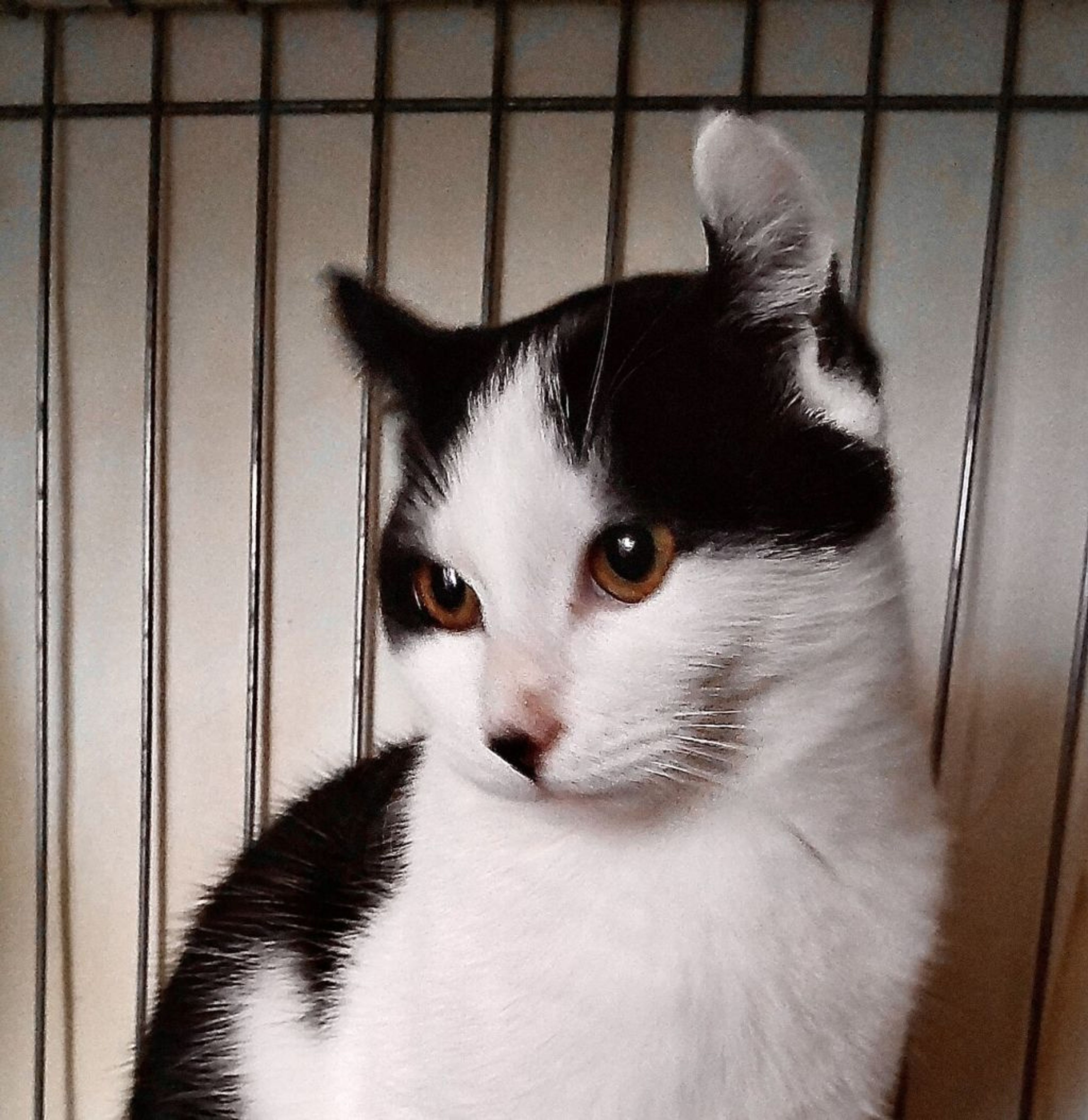 pet-image-6