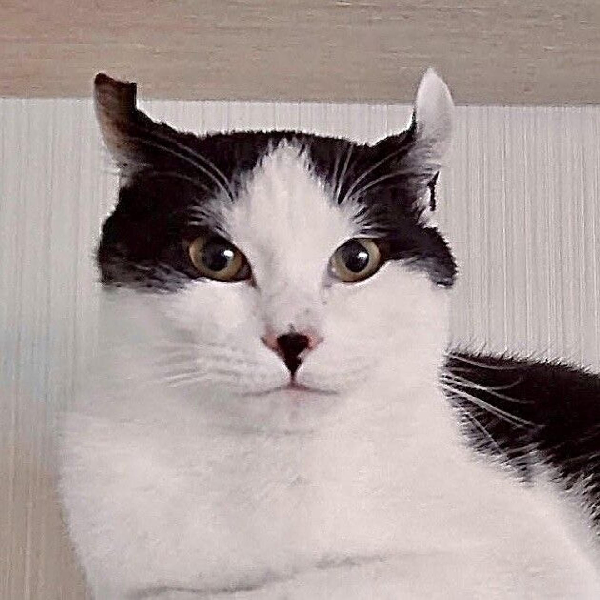 pet-image-7