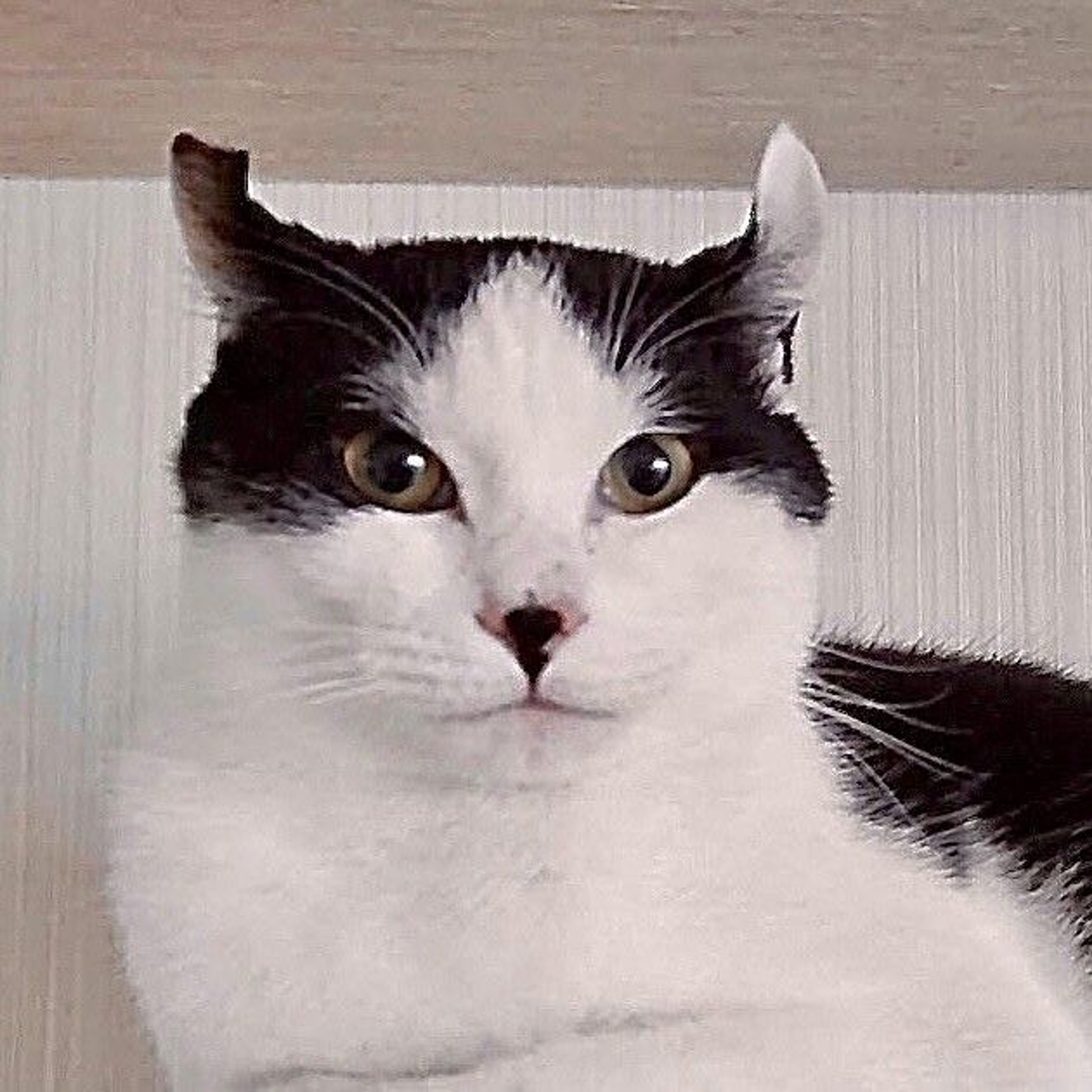 pet-image-7