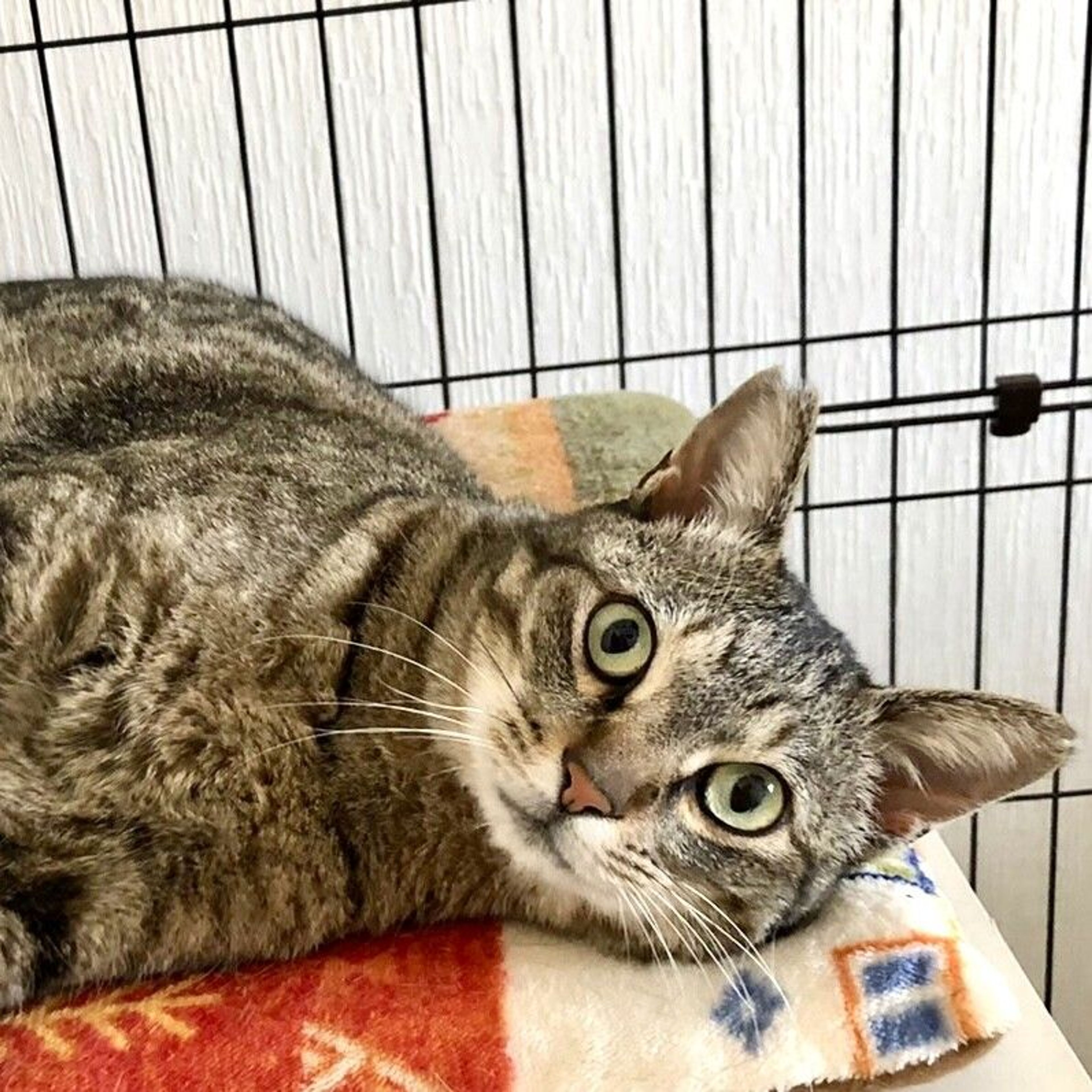 雑種（ミックス猫）・オスの里親募集の写真