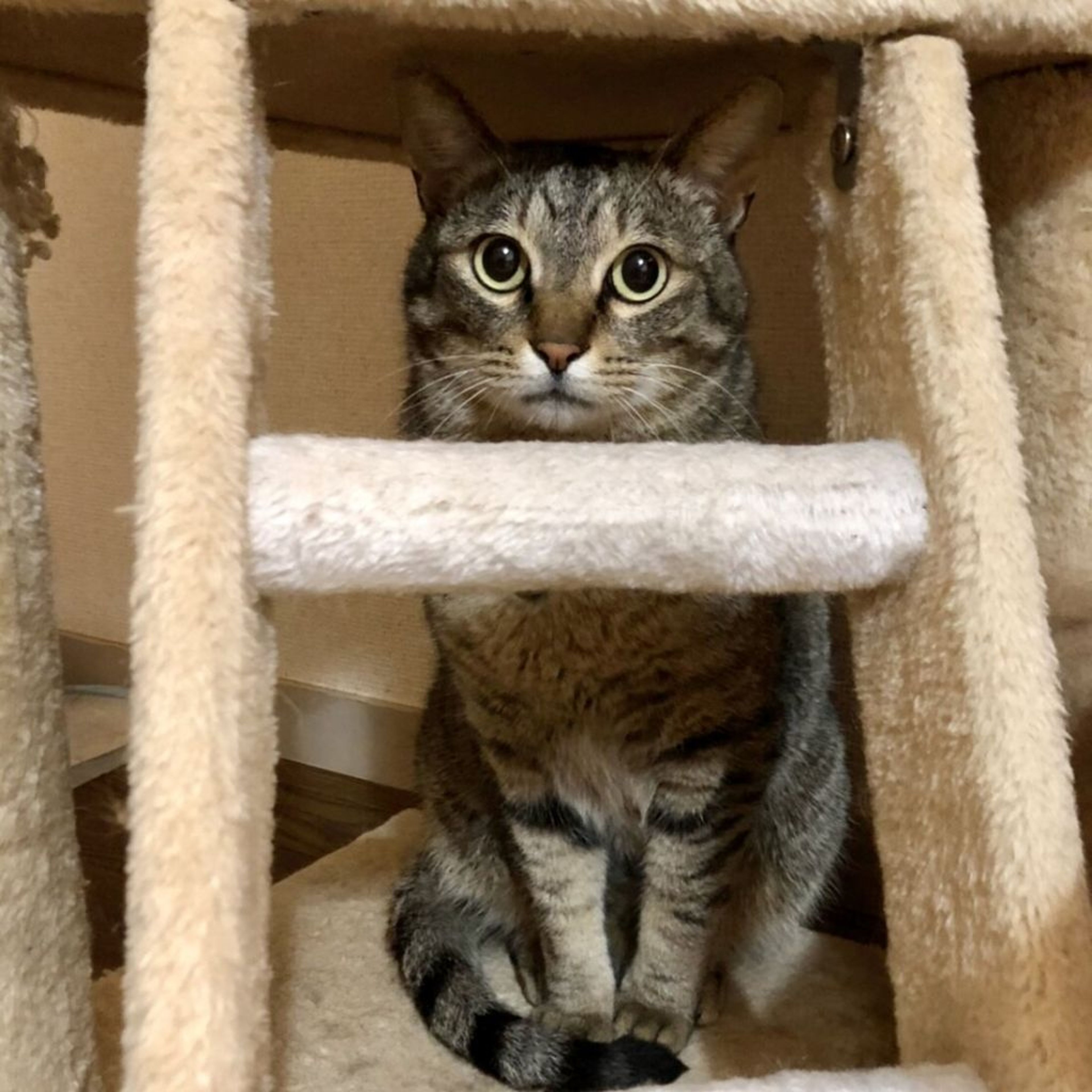 pet-image-5