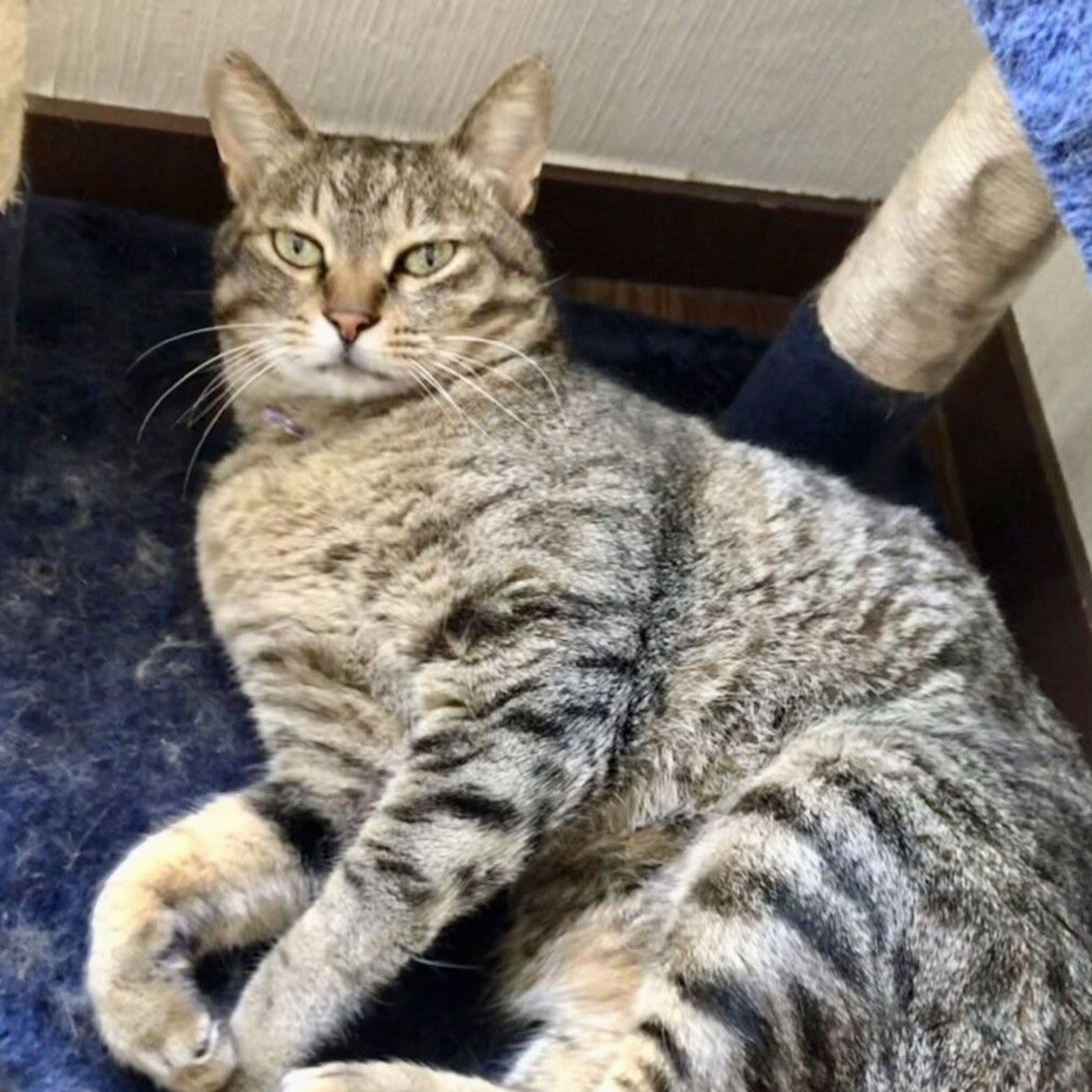 pet-image-6