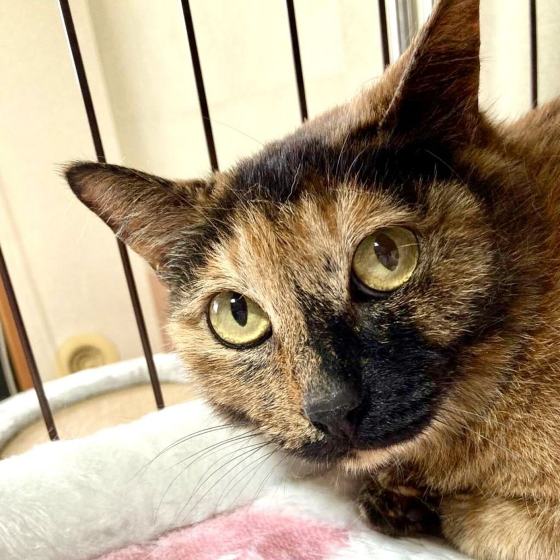 雑種（ミックス猫）・メスの里親募集の写真