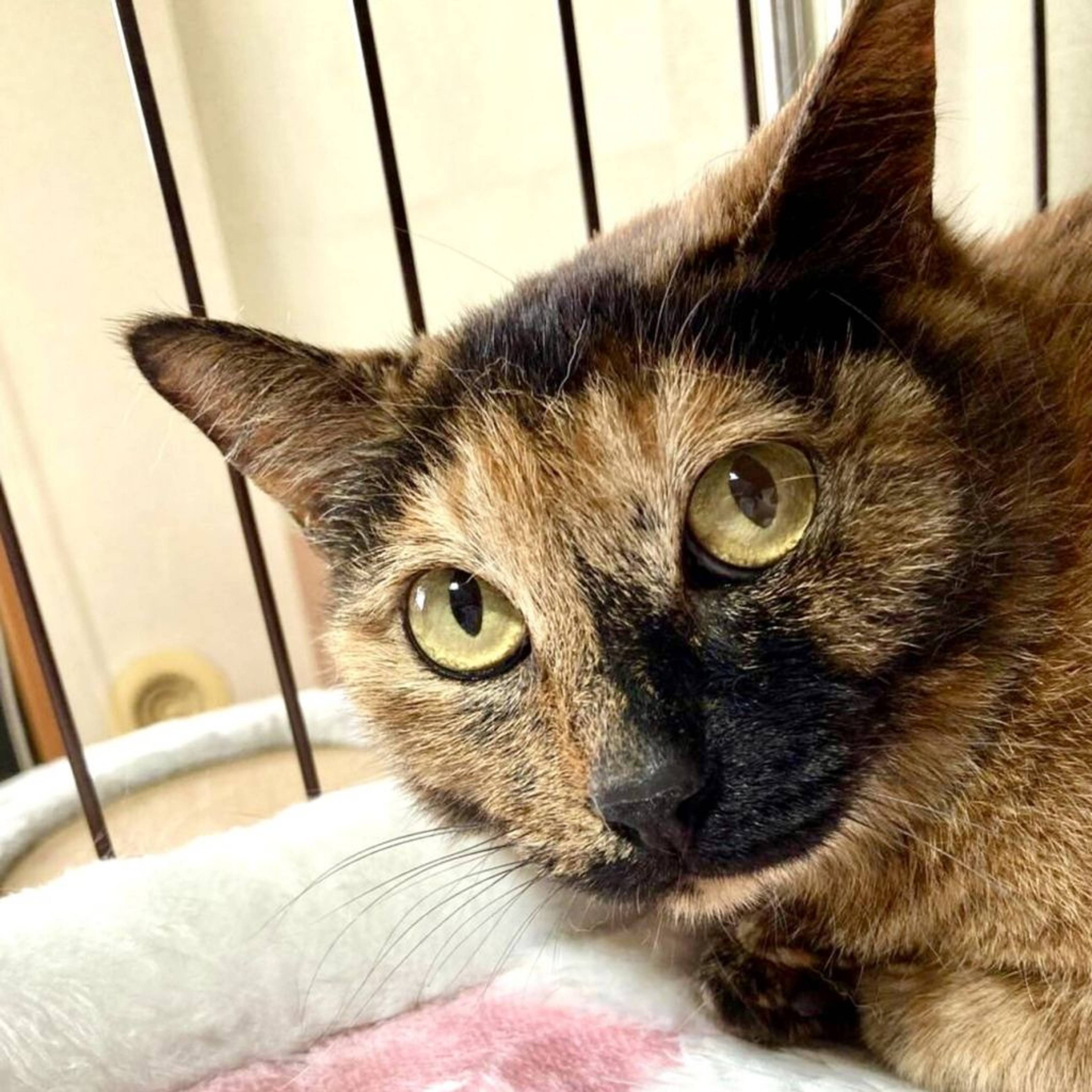 雑種（ミックス猫）・メスの里親募集の写真