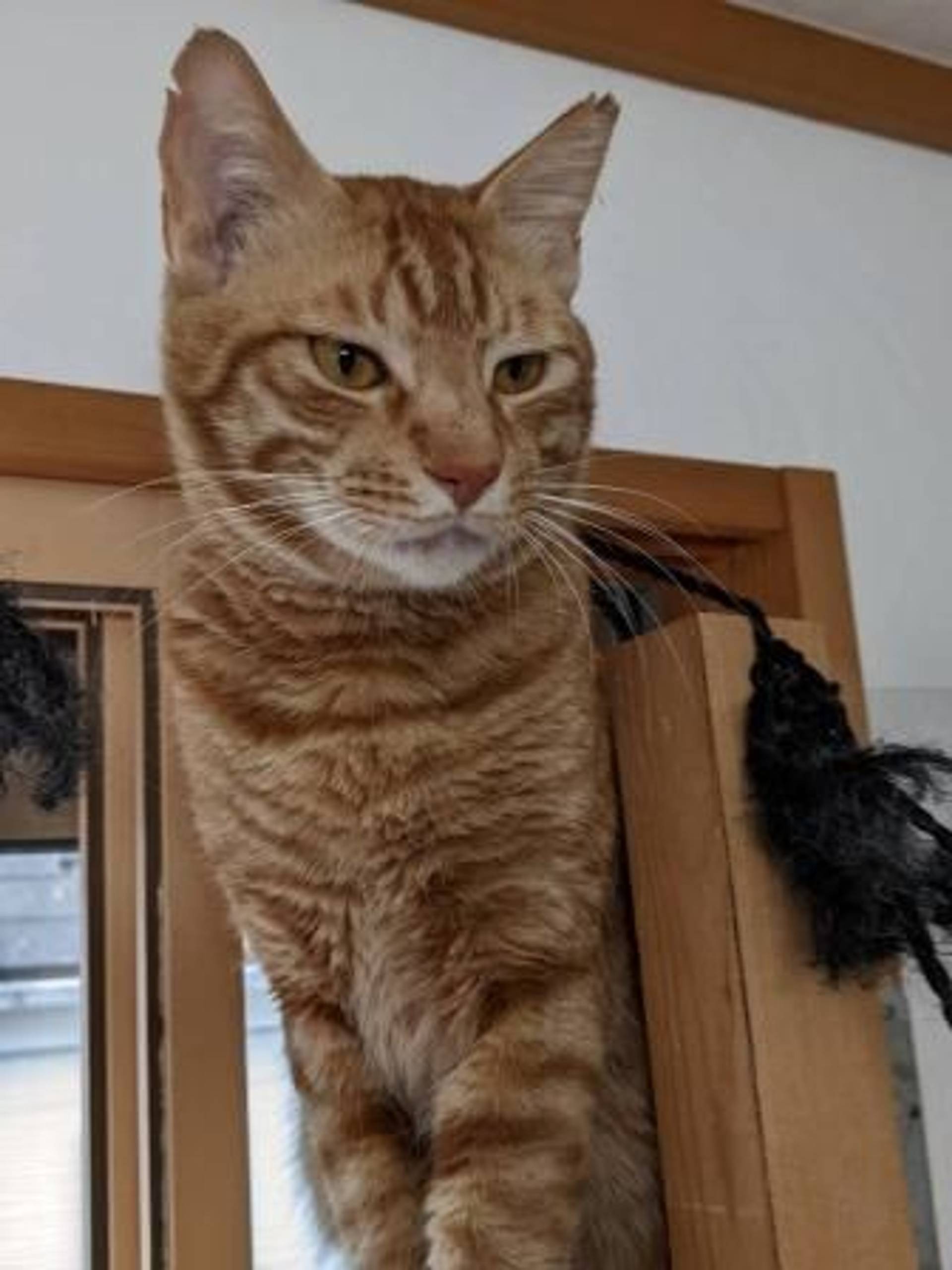 雑種（ミックス猫）・オスの里親募集の写真