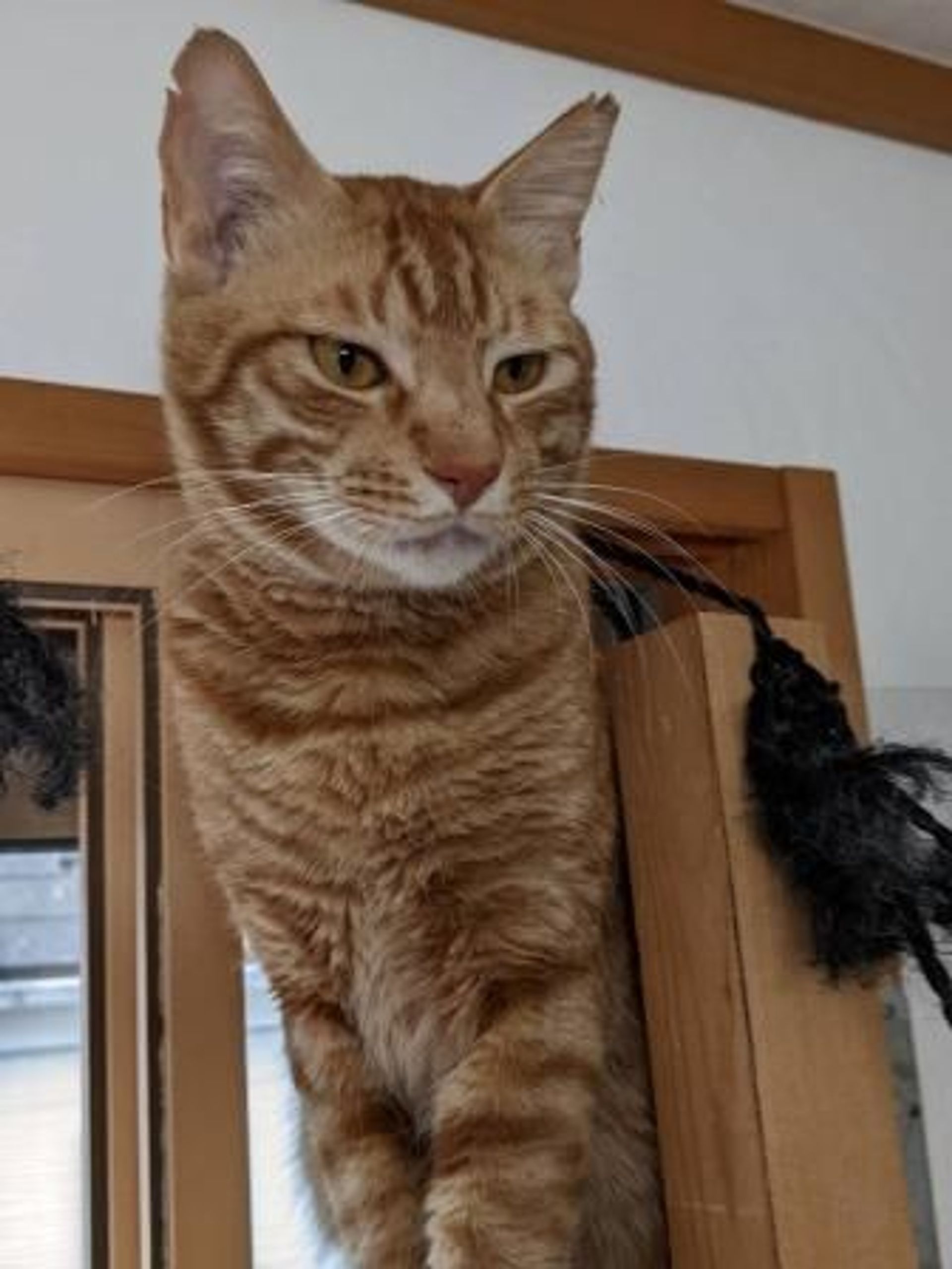 雑種（ミックス猫）・オスの里親募集の写真