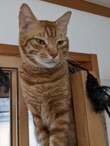 トットの写真