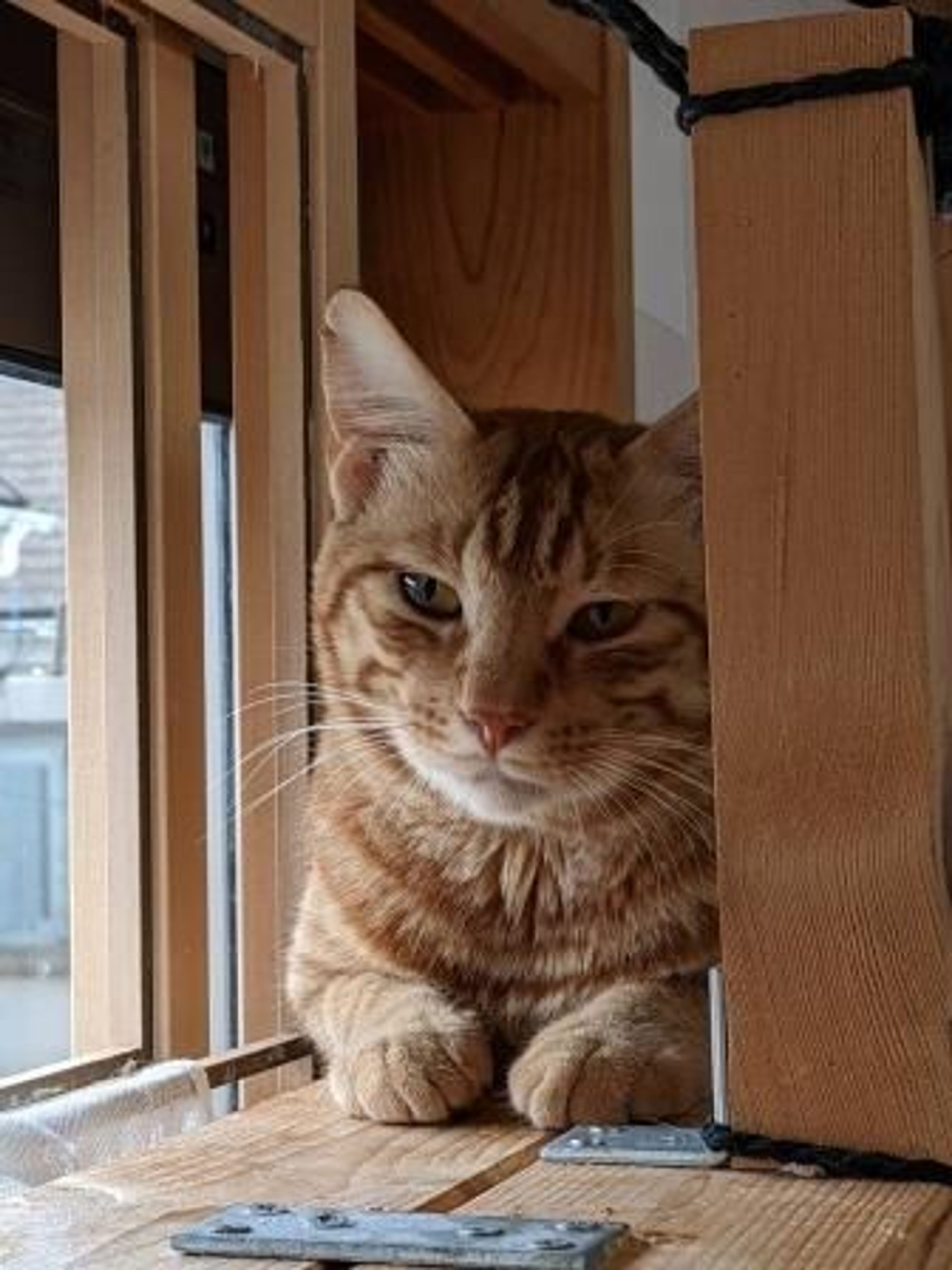 pet-image-2