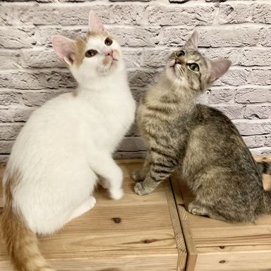 レモ&ネードの写真