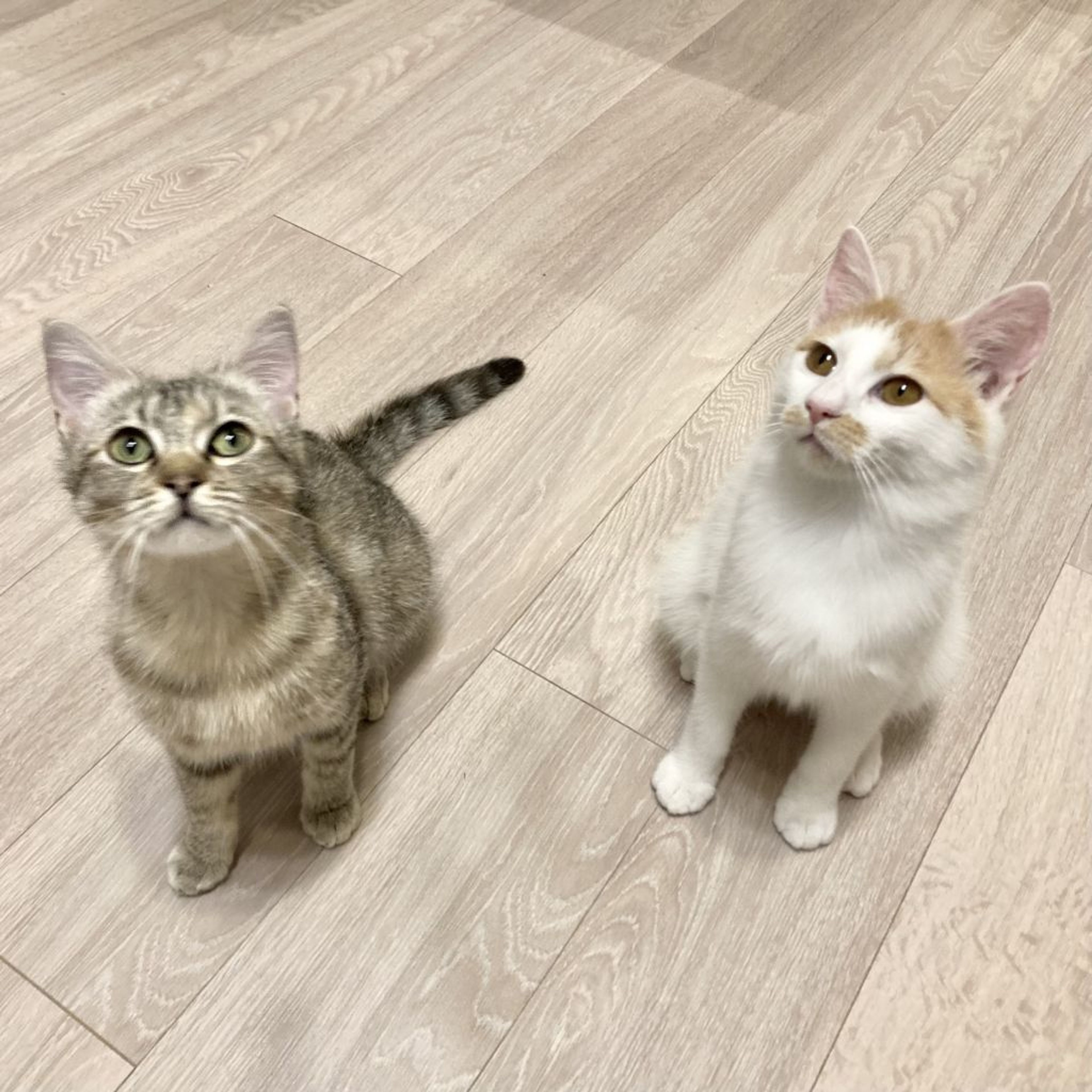 pet-image-2