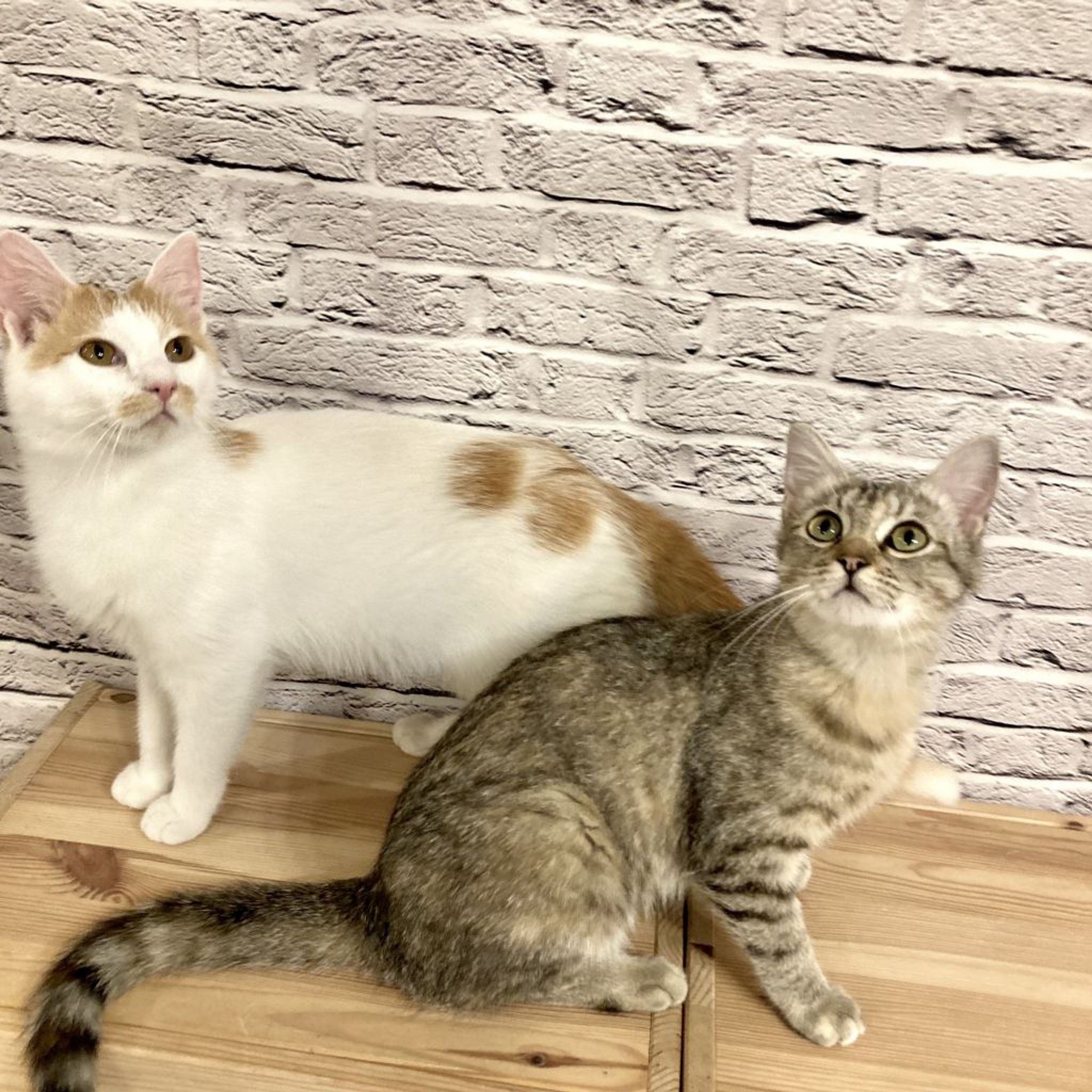 pet-image-3
