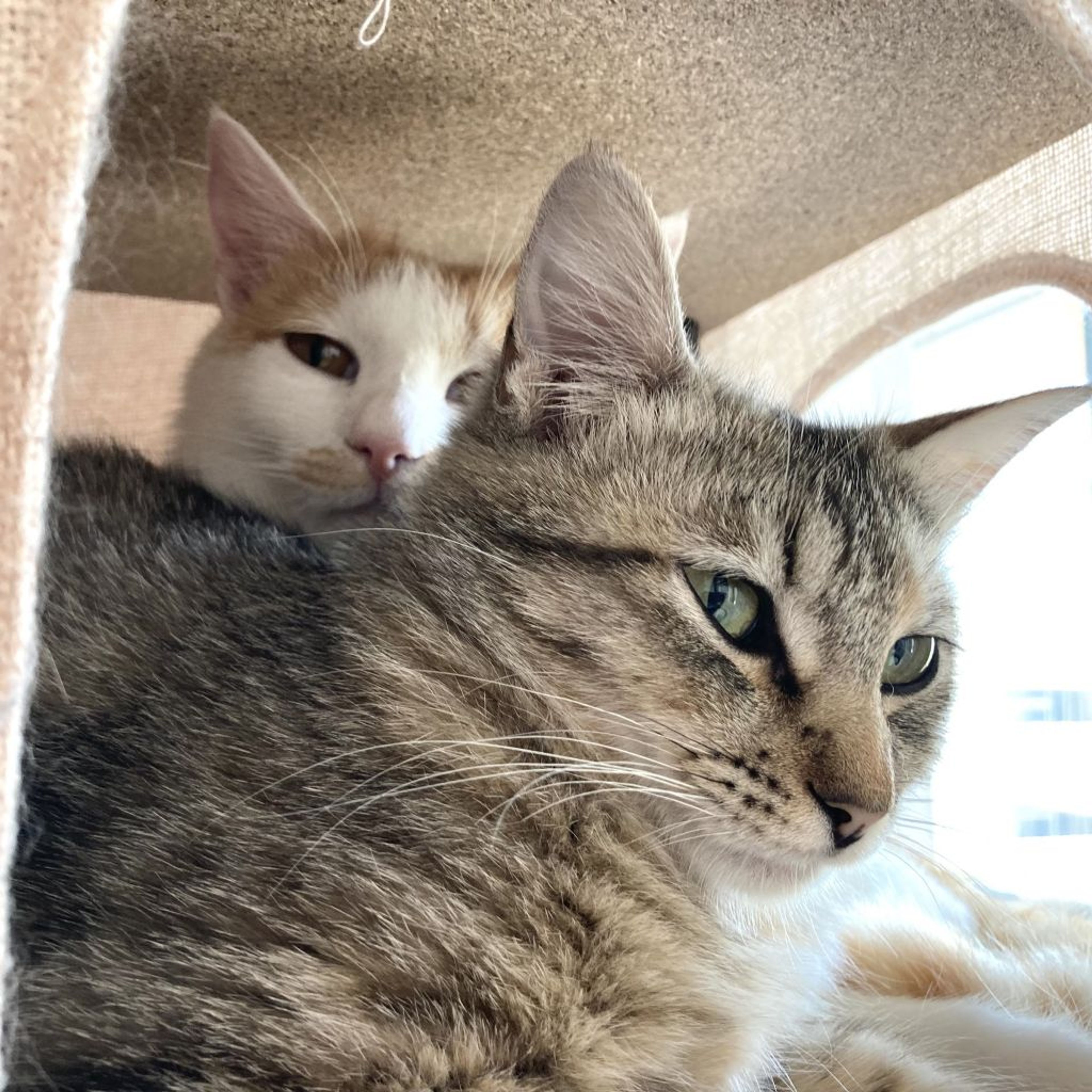 pet-image-4