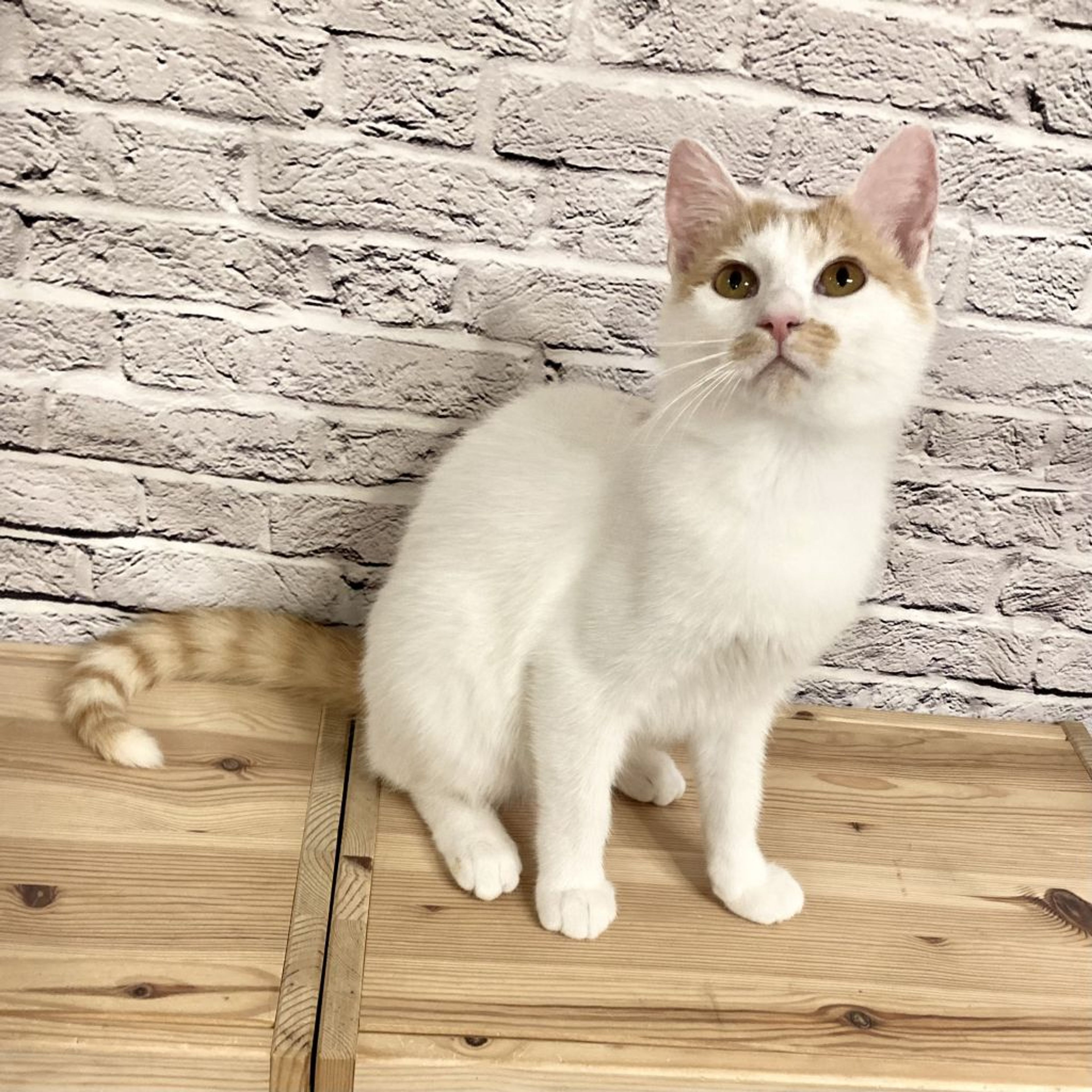 pet-image-6