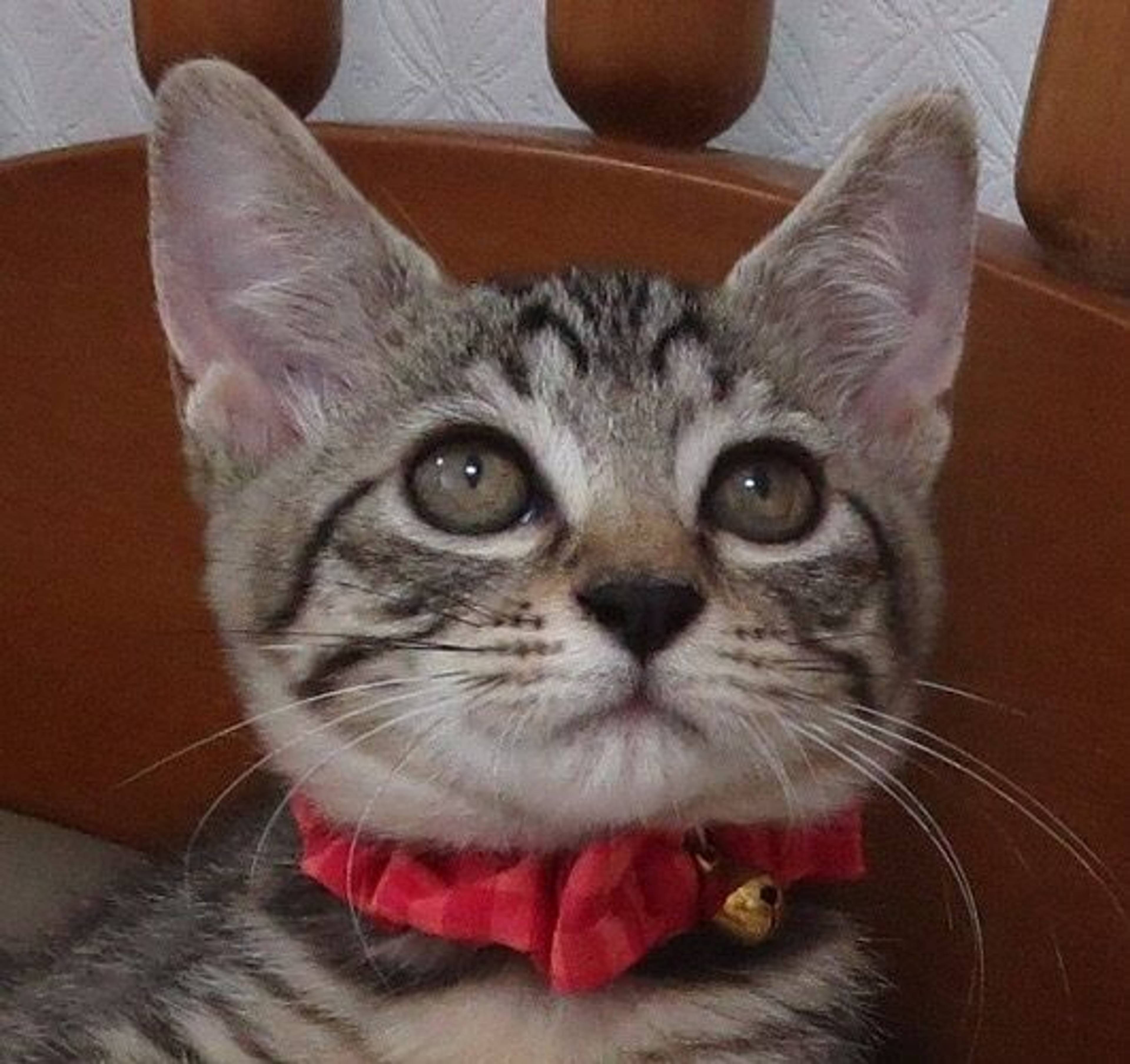 雑種（ミックス猫）・メスの里親募集の写真