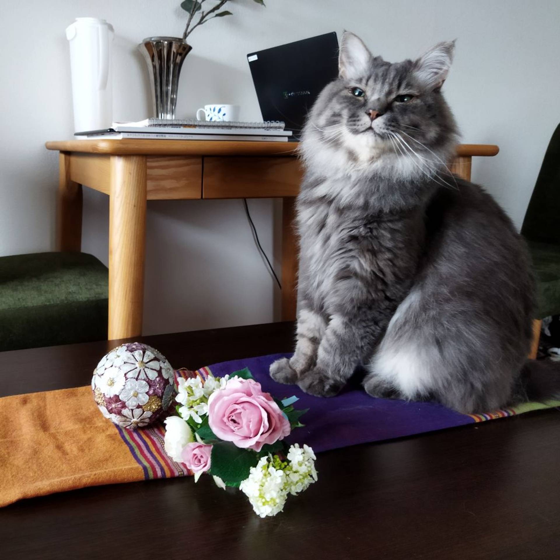 雑種（ミックス猫）・オスの里親募集の写真