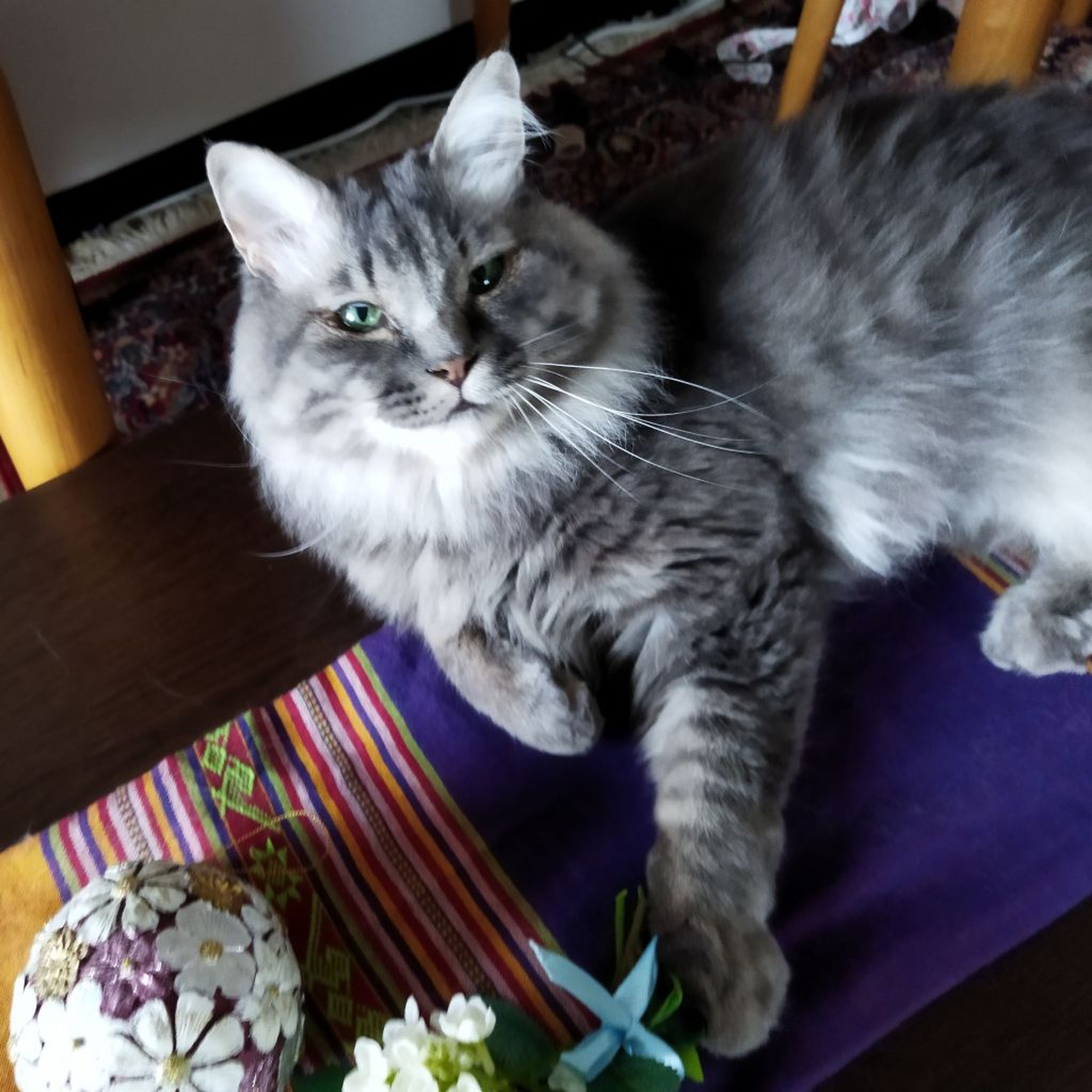 pet-image-5