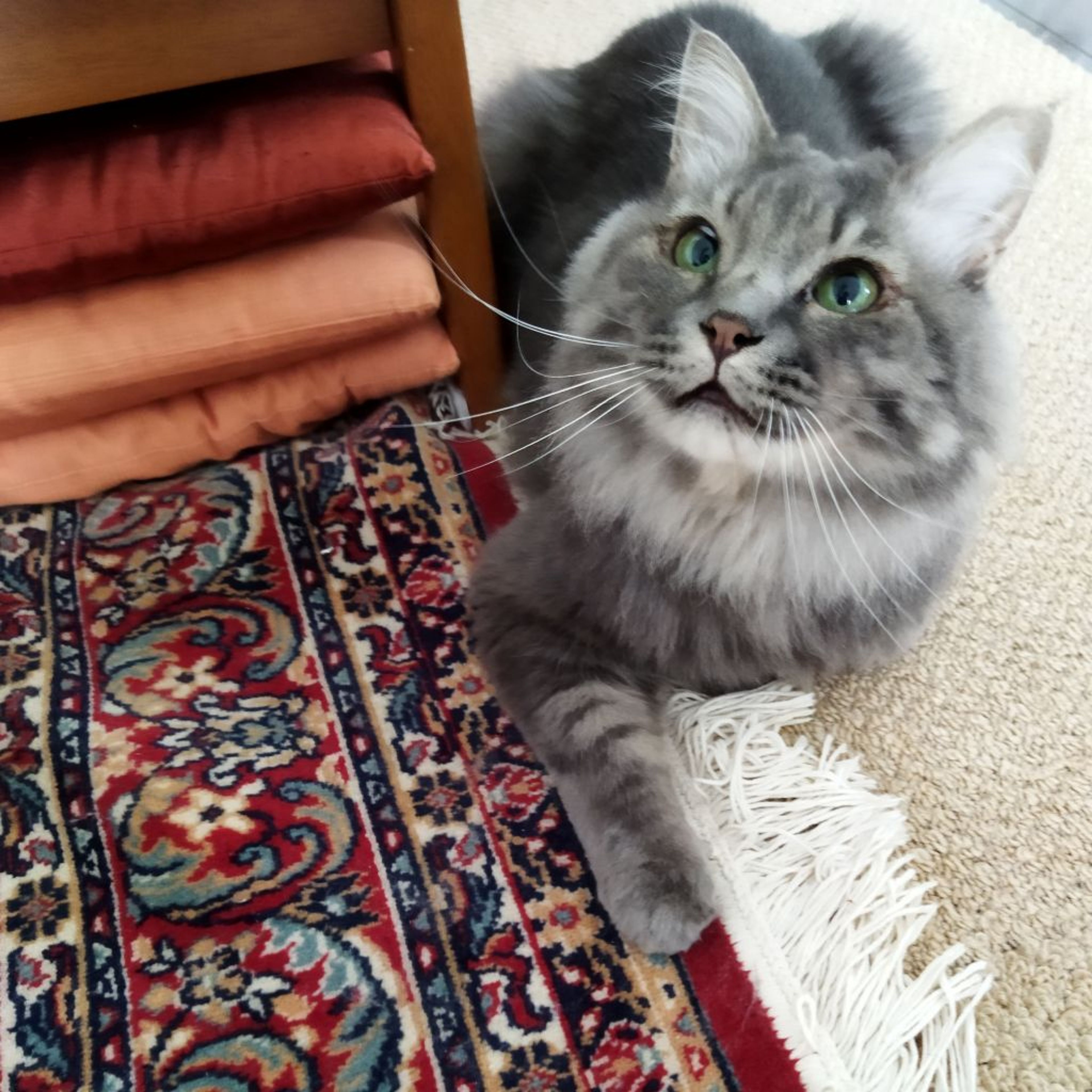 pet-image-6