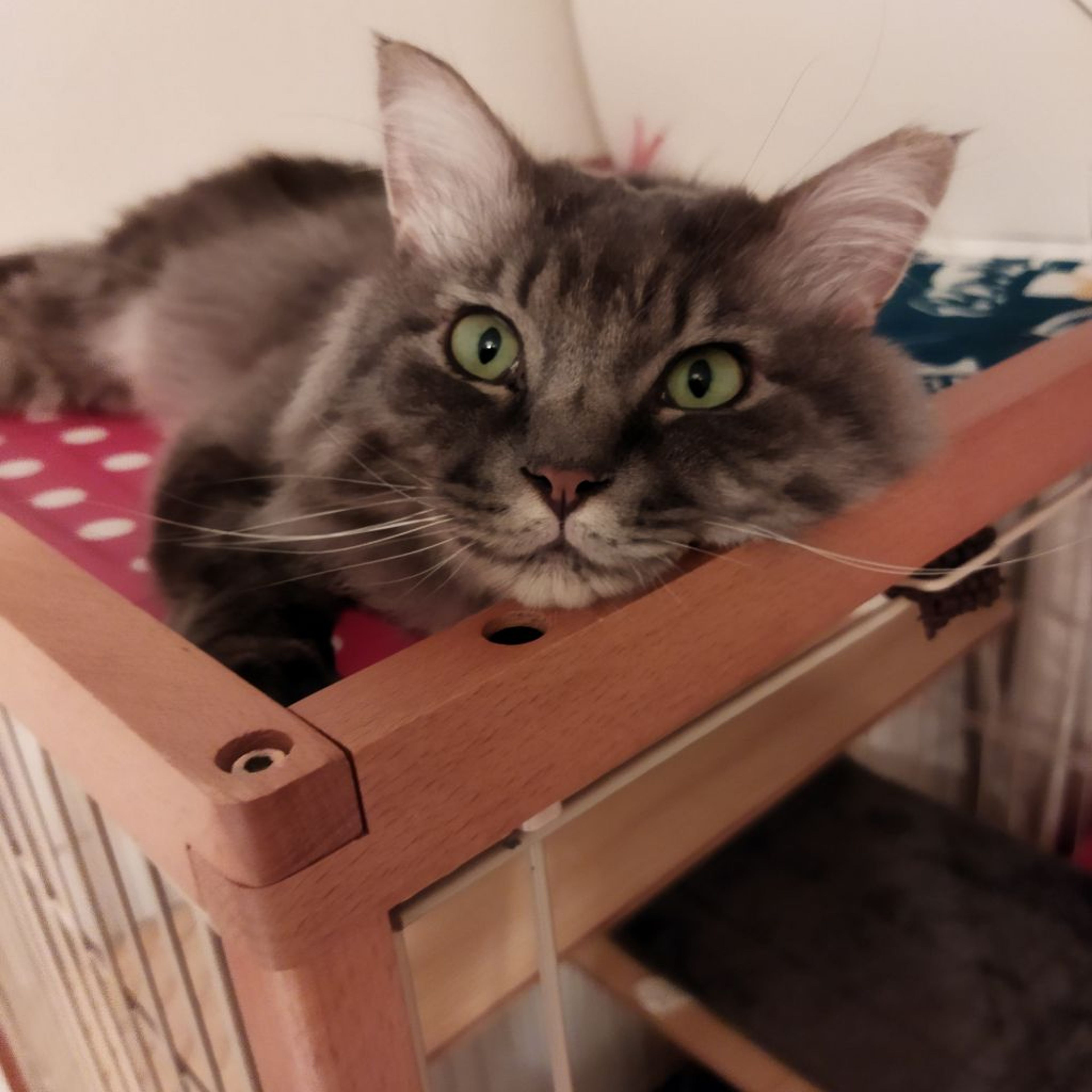 pet-image-8