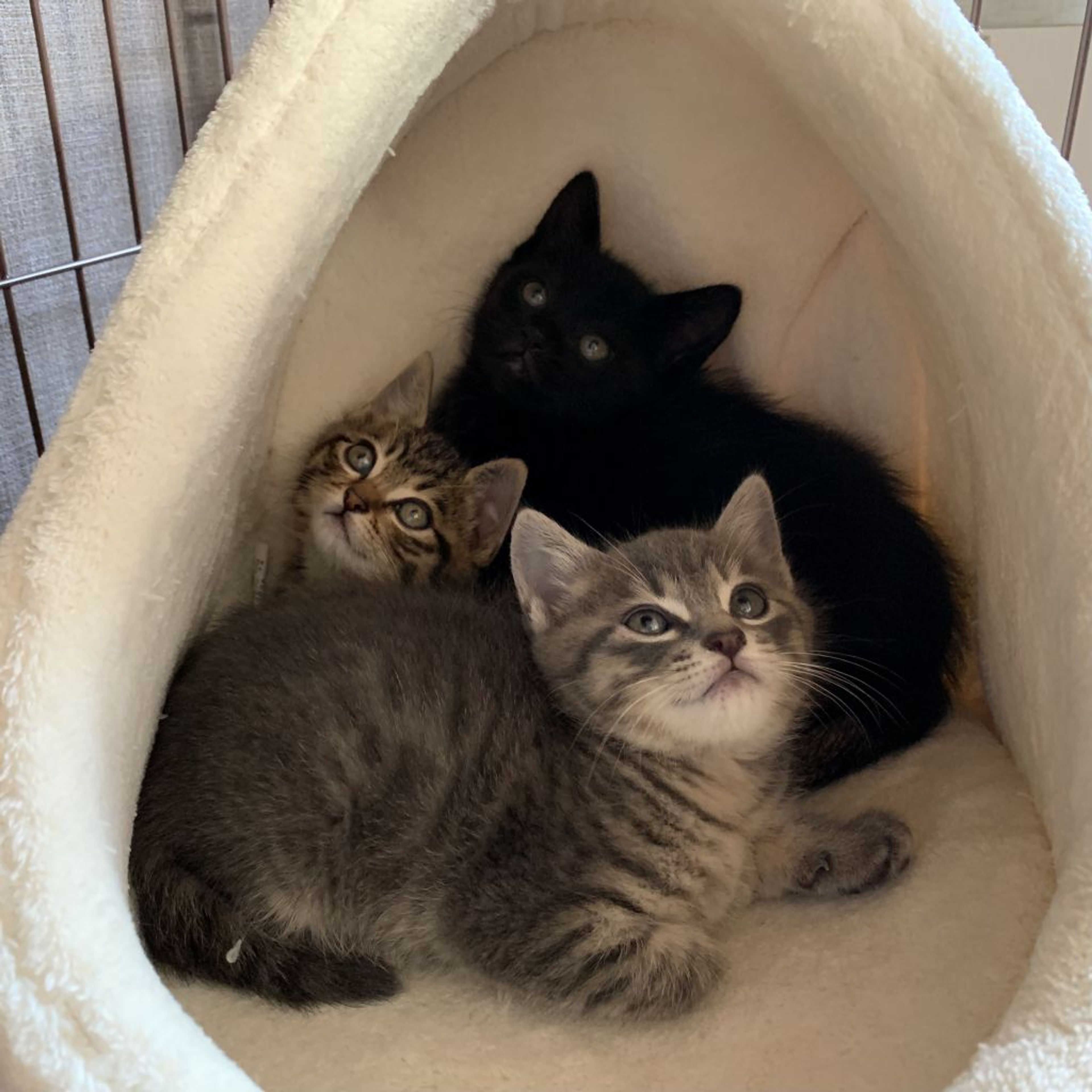 雑種（ミックス猫）・オスの里親募集の写真
