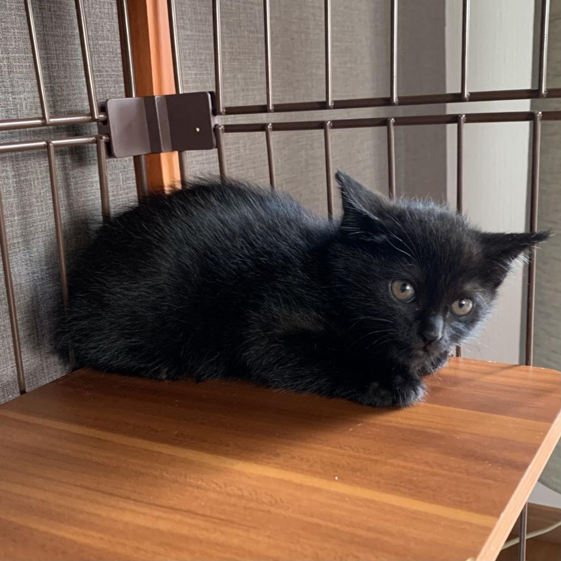 pet-image-5