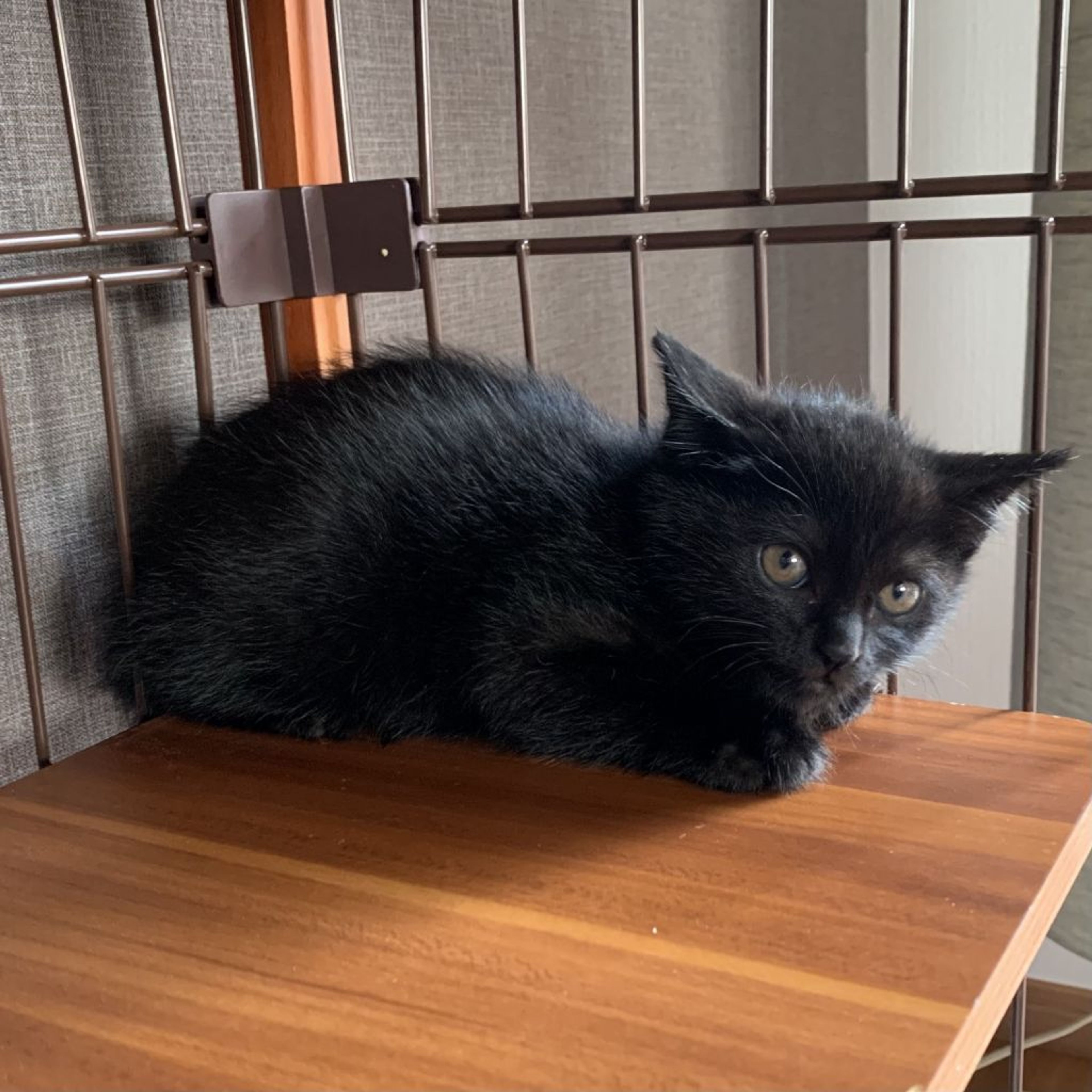 pet-image-5