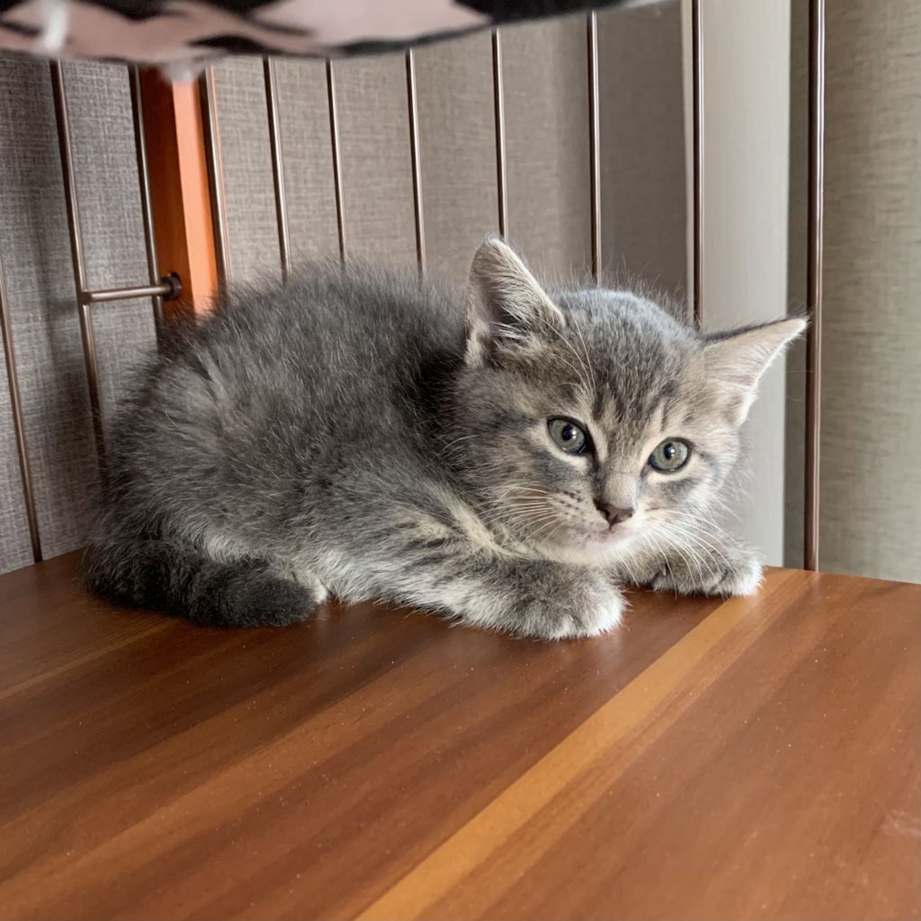 pet-image-6