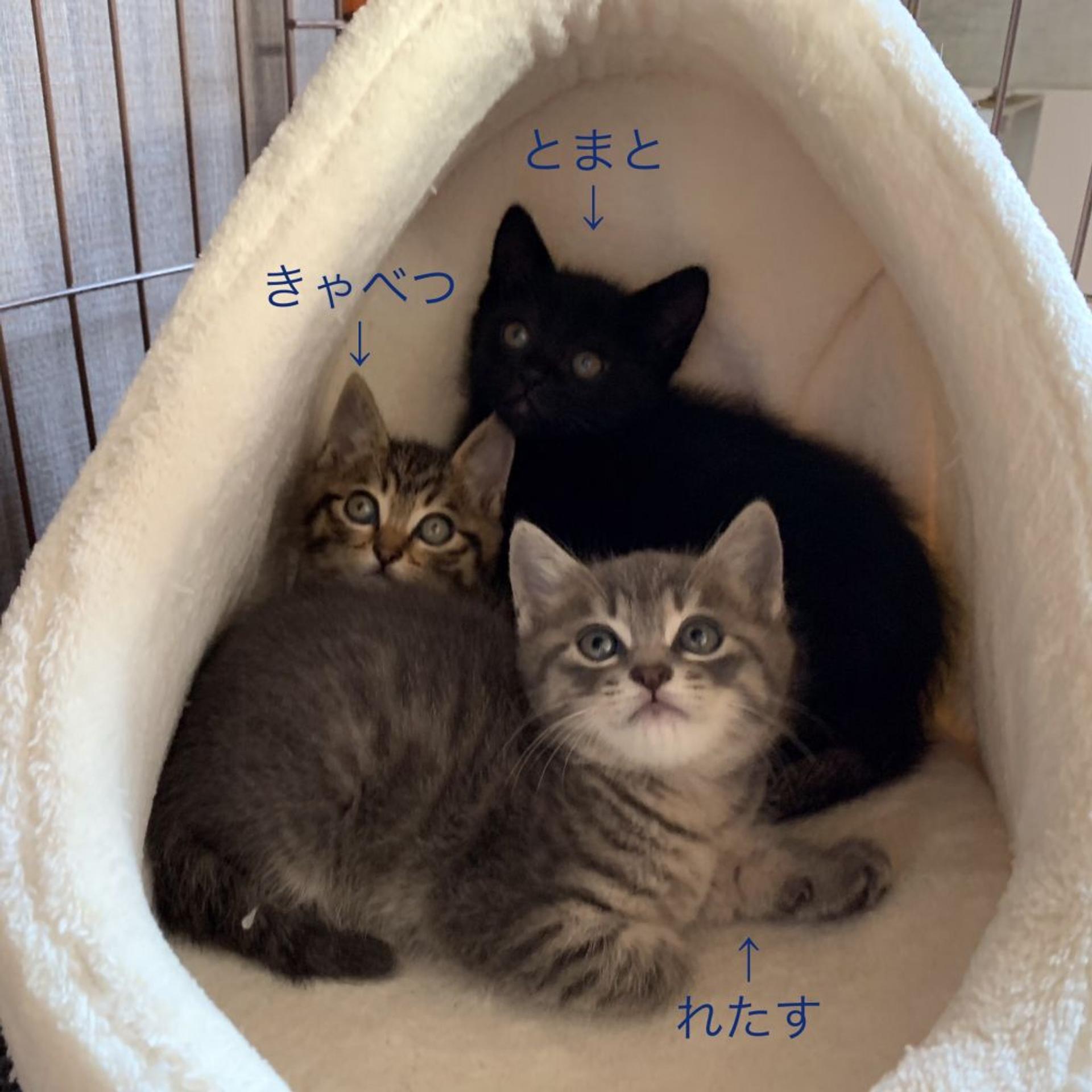 pet-image-7