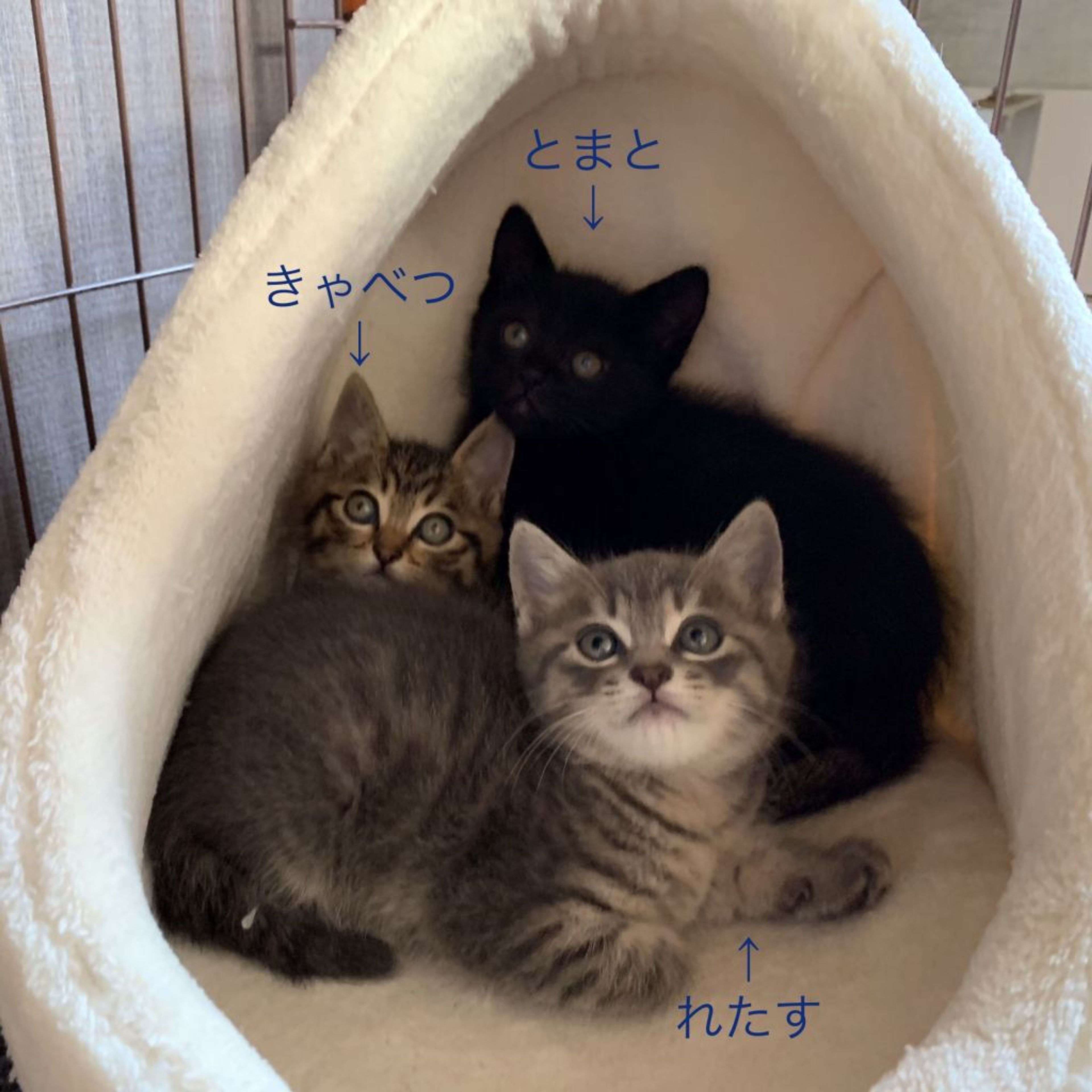 pet-image-7