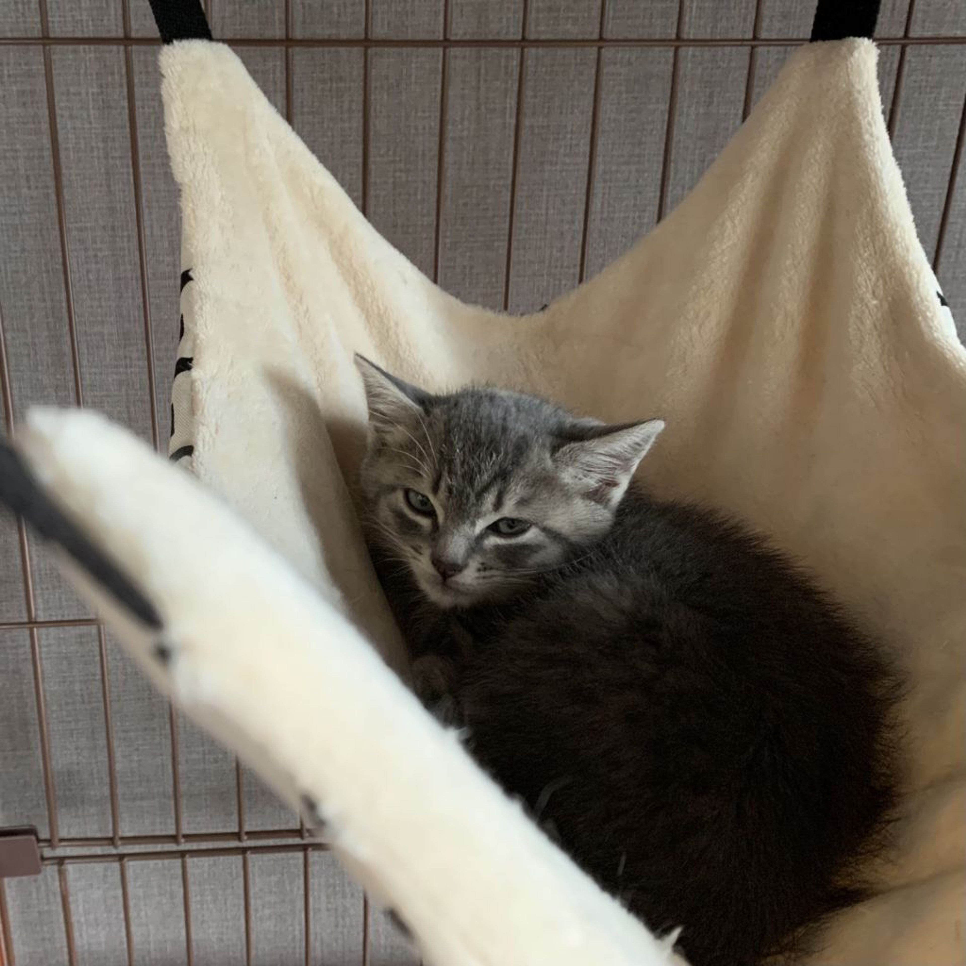 pet-image-8