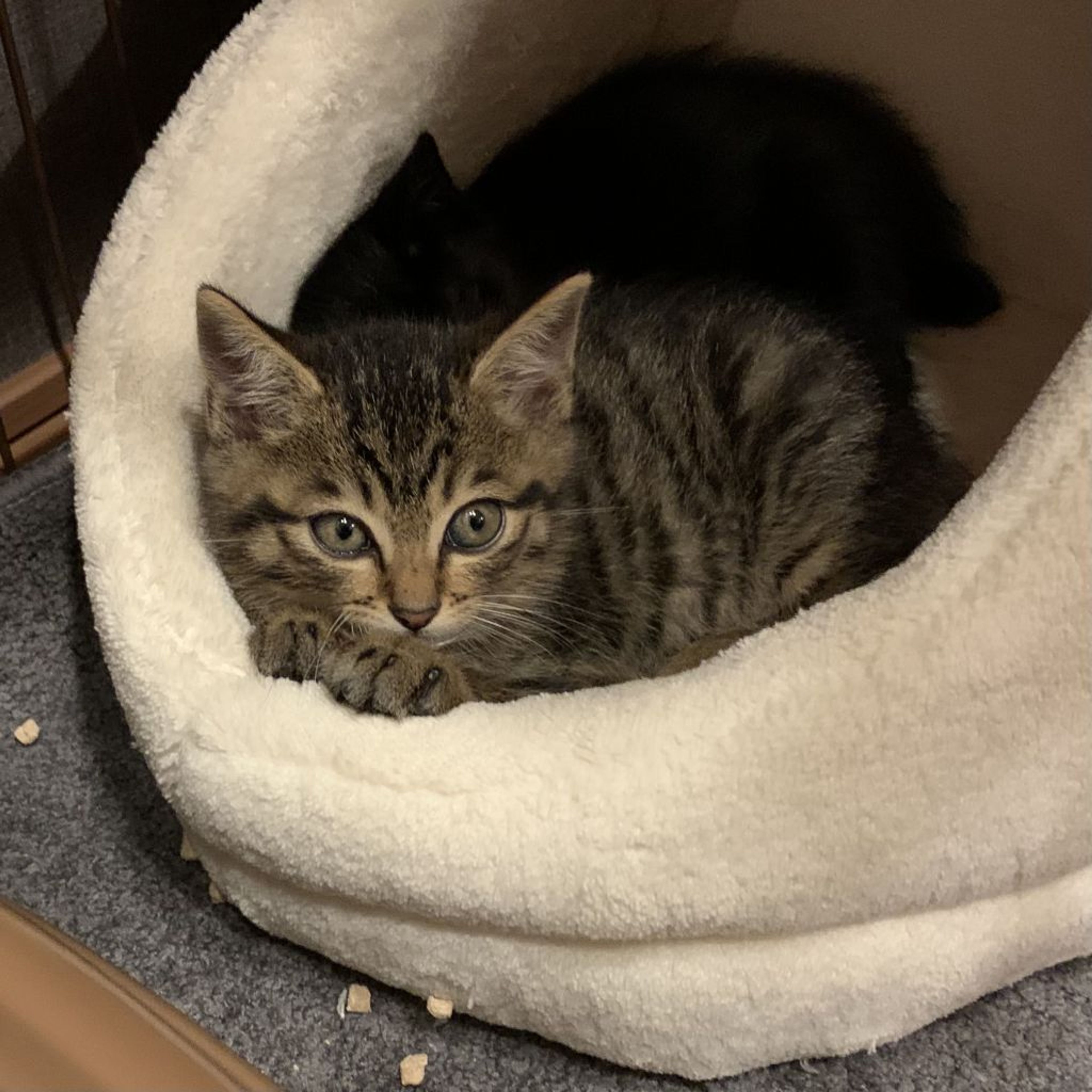 pet-image-9
