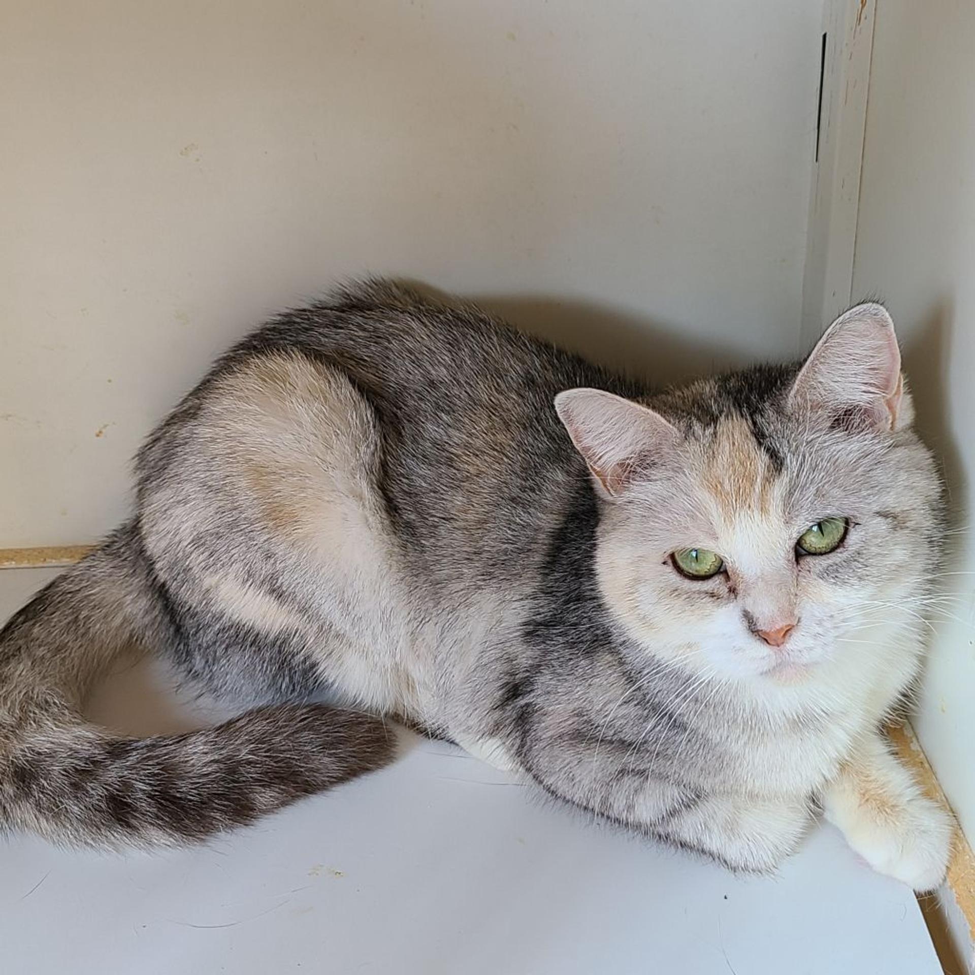 pet-image-2