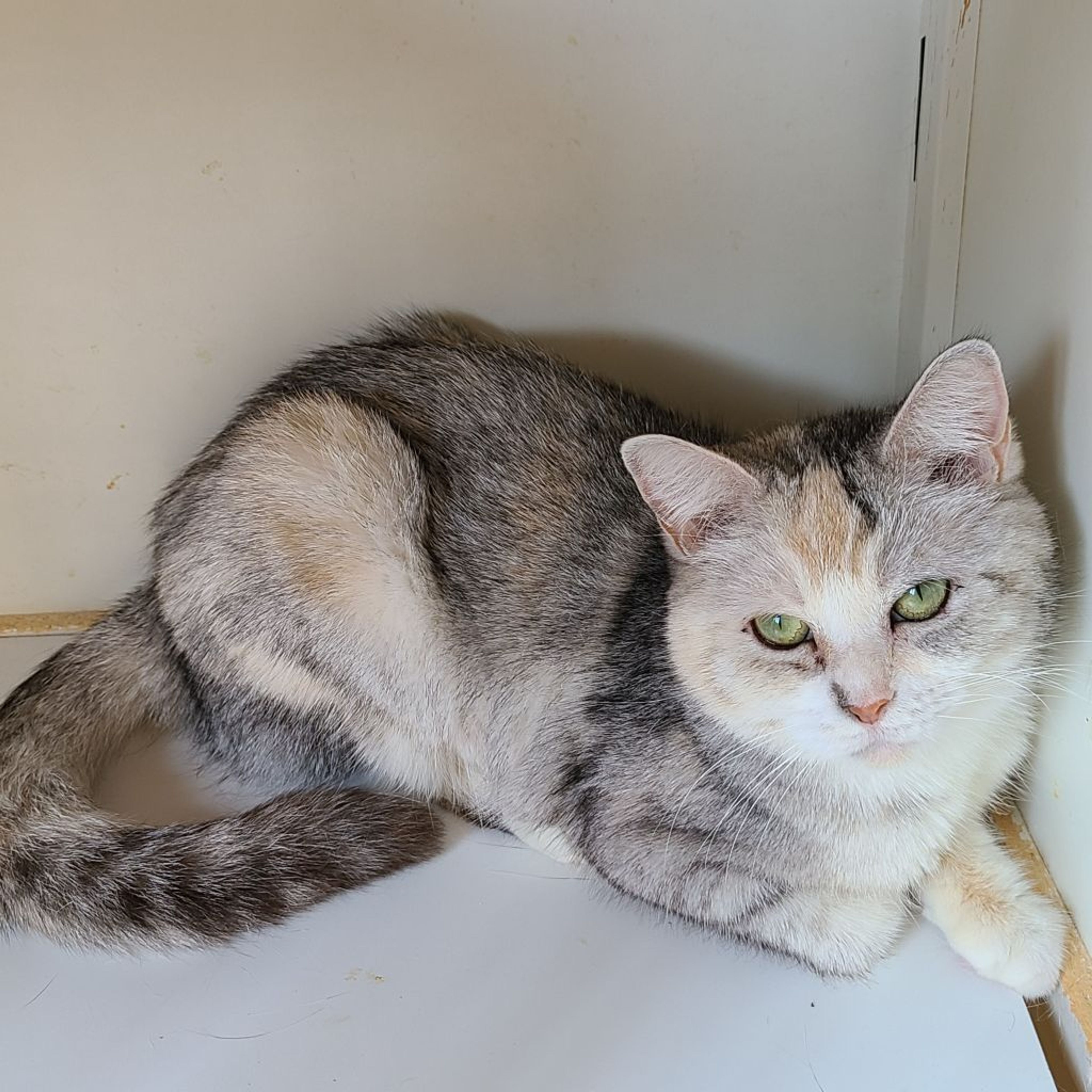 pet-image-2