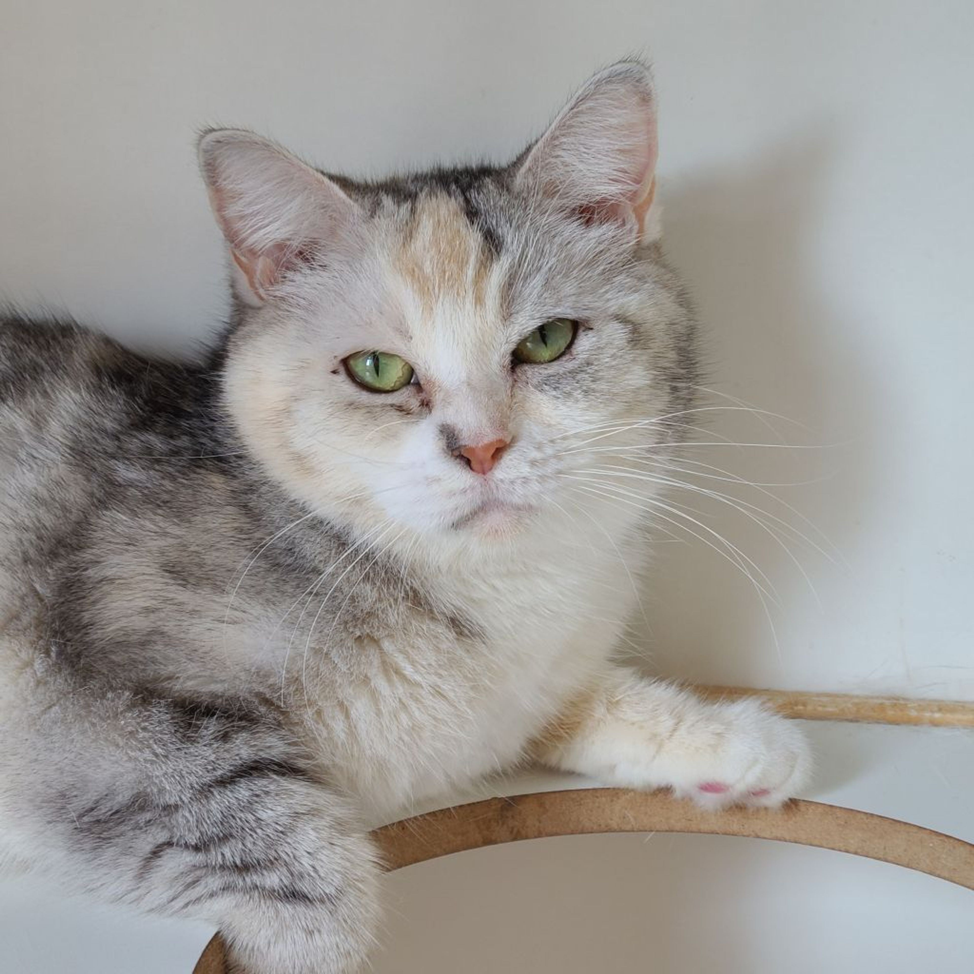 pet-image-3