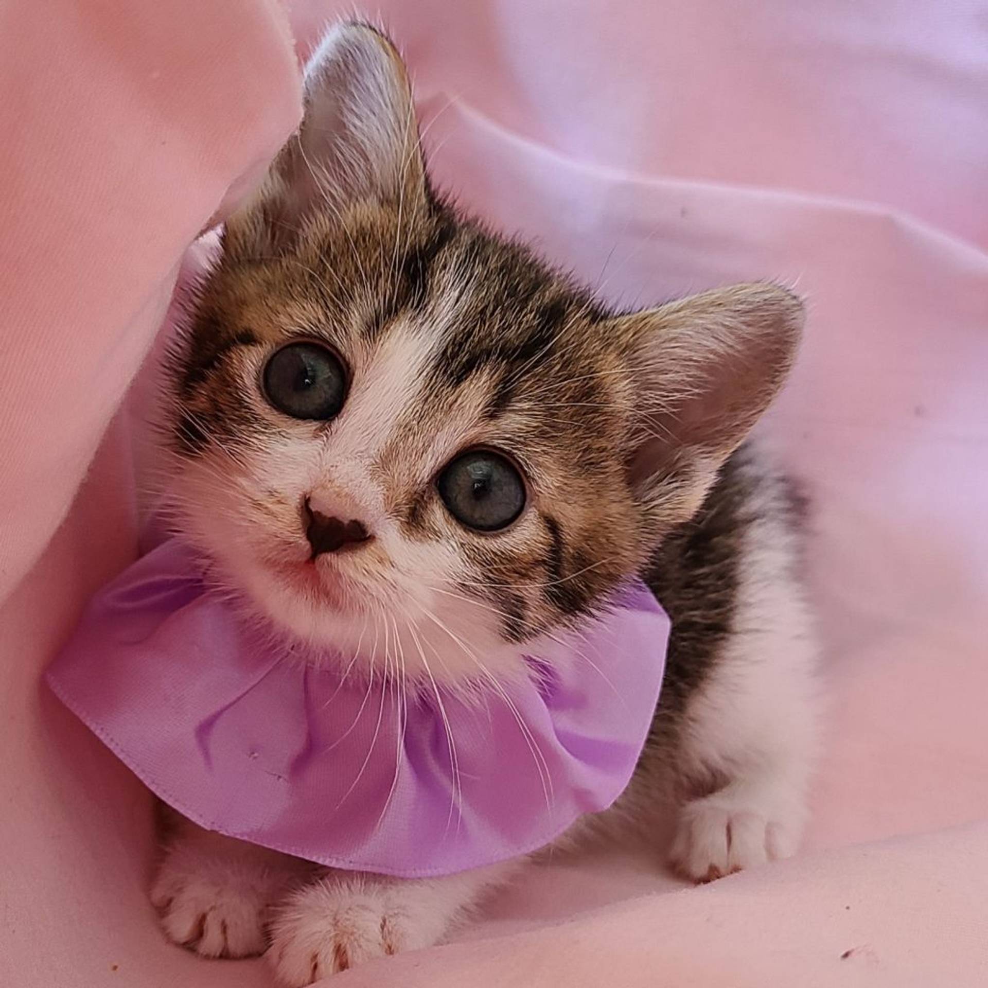 雑種（ミックス猫）・メスの里親募集の写真