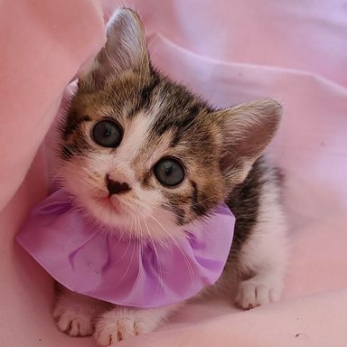 8姉妹の仔猫さんの写真