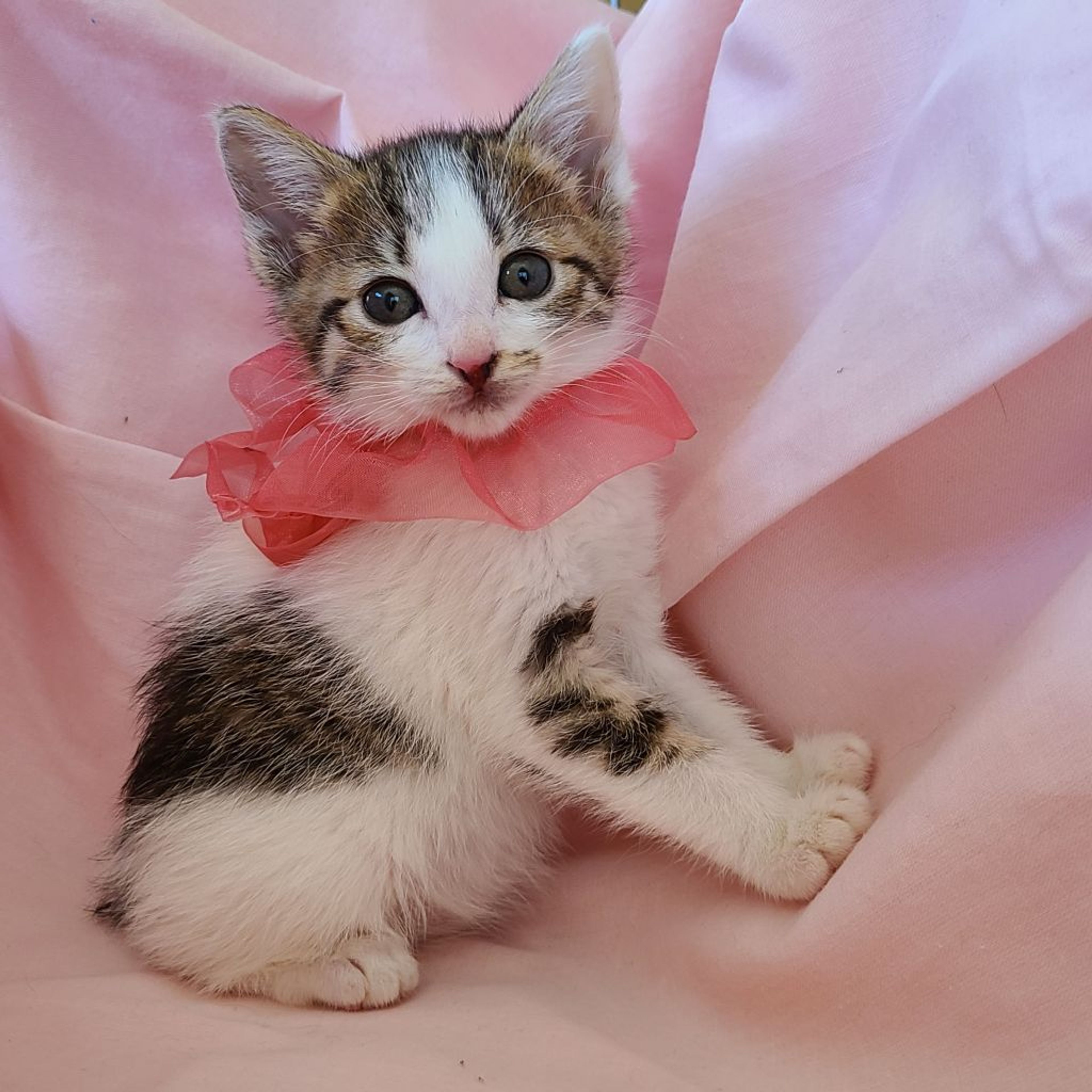 pet-image-3