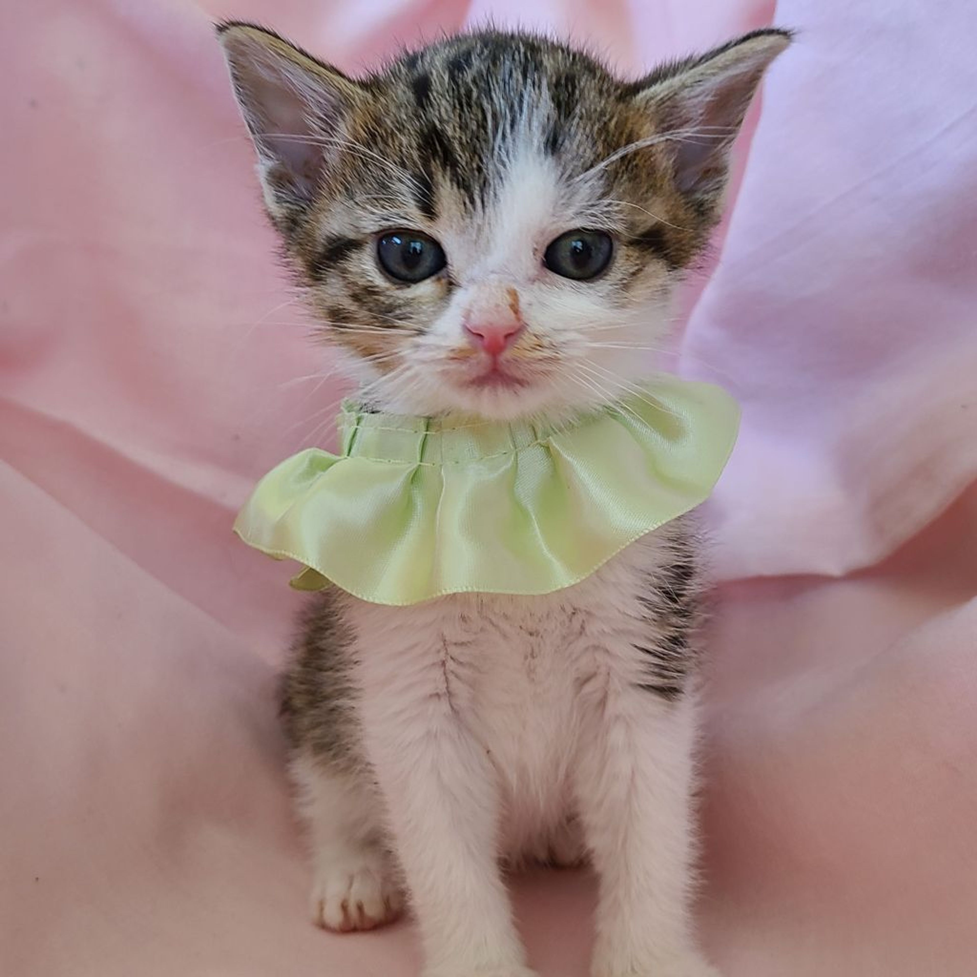 pet-image-4