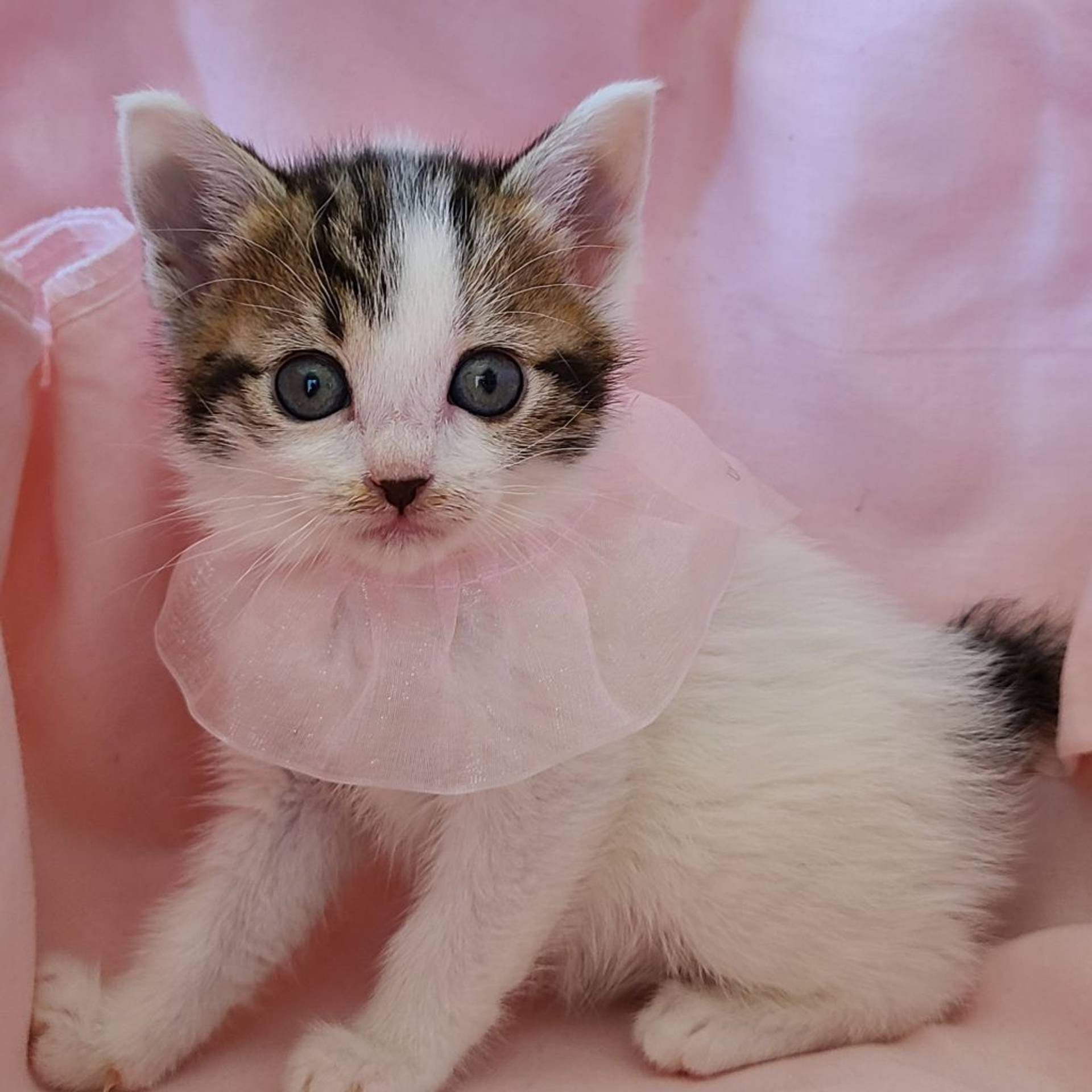 雑種（ミックス猫）・メスの里親募集の写真