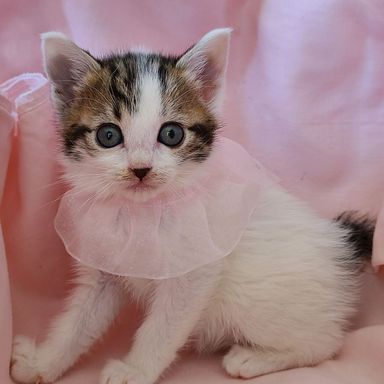 8姉妹の仔猫ちゃんの写真