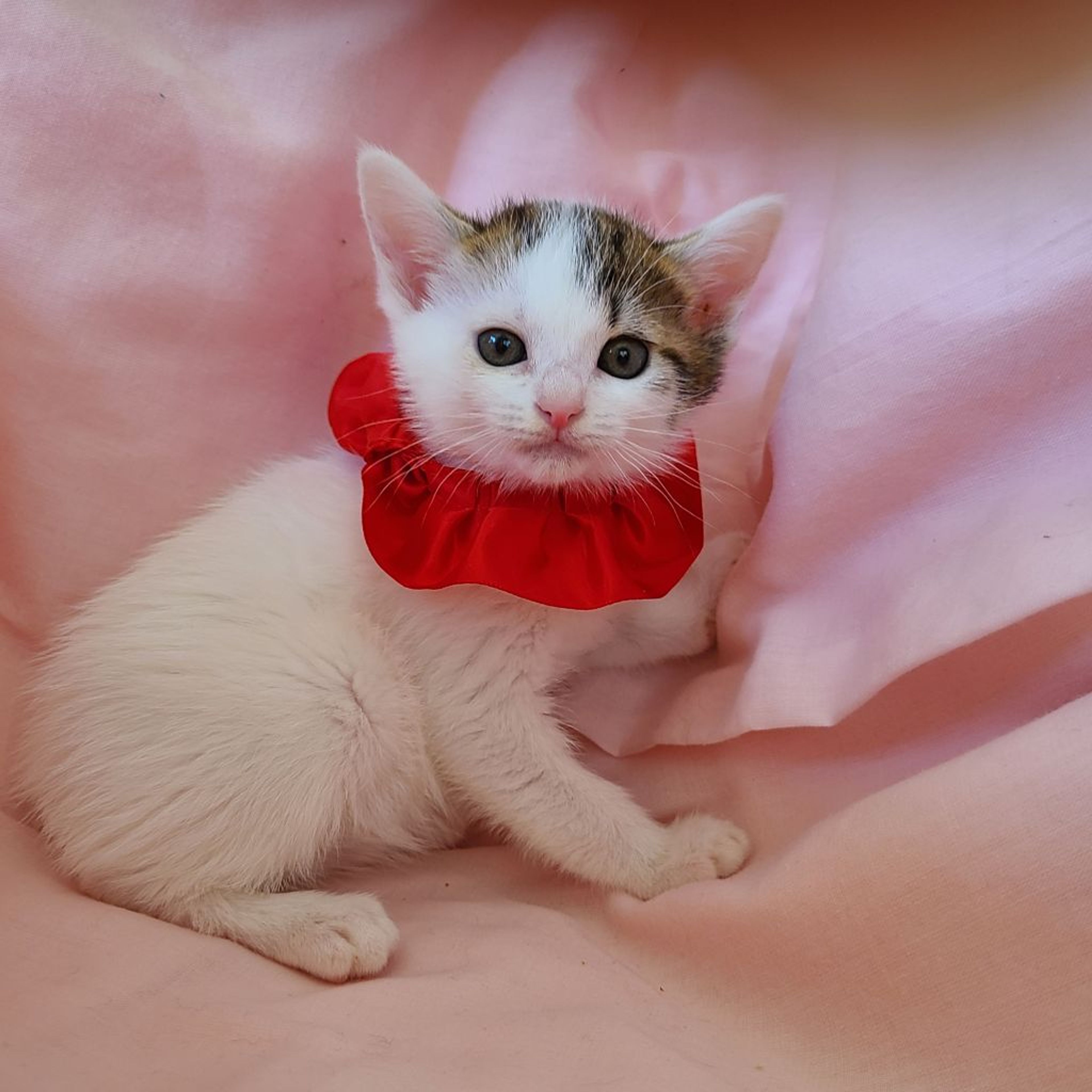 pet-image-3