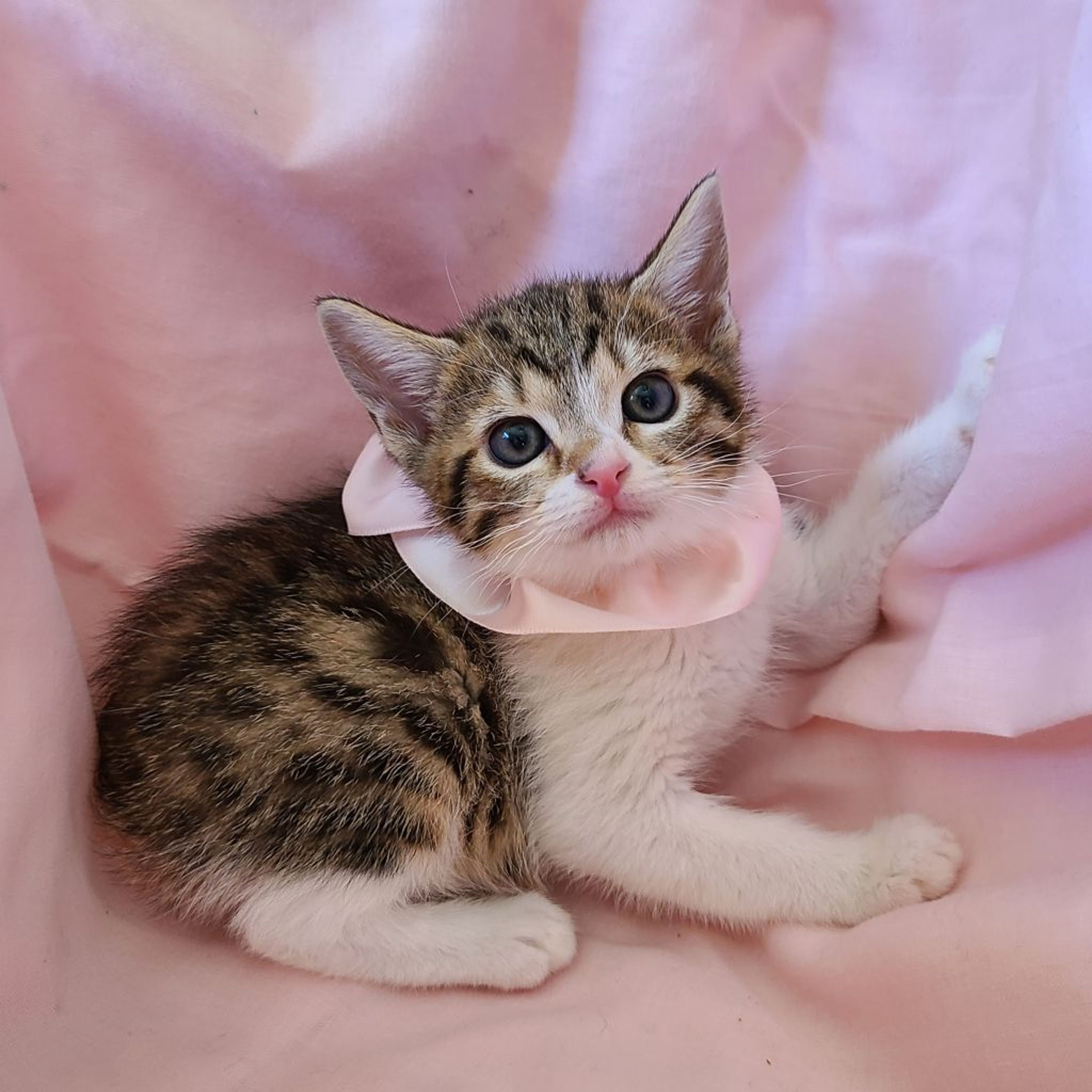 pet-image-4
