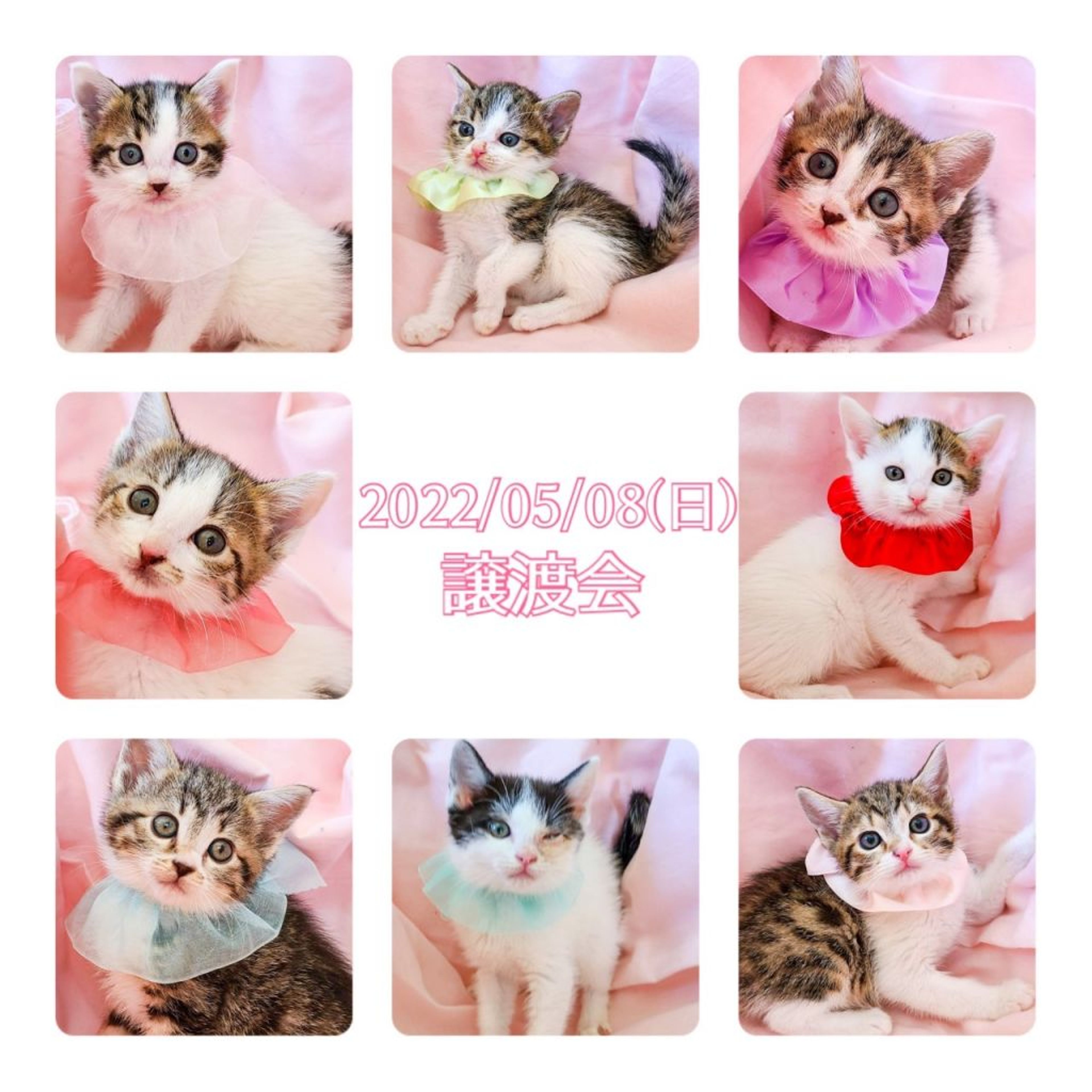 pet-image-5